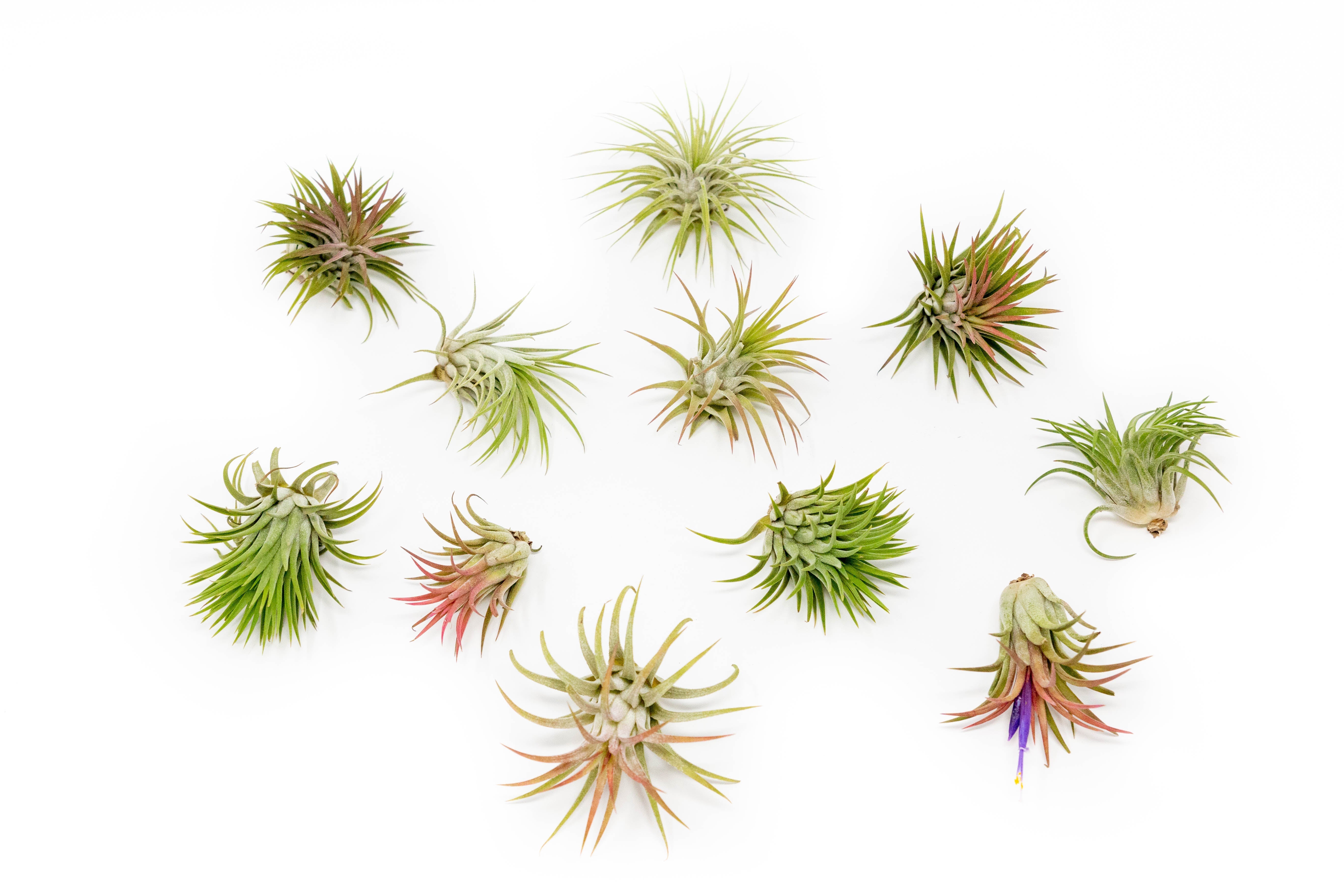 Tillandsia Ionantha Rubra Air Plants-airplant-The Succulent Source