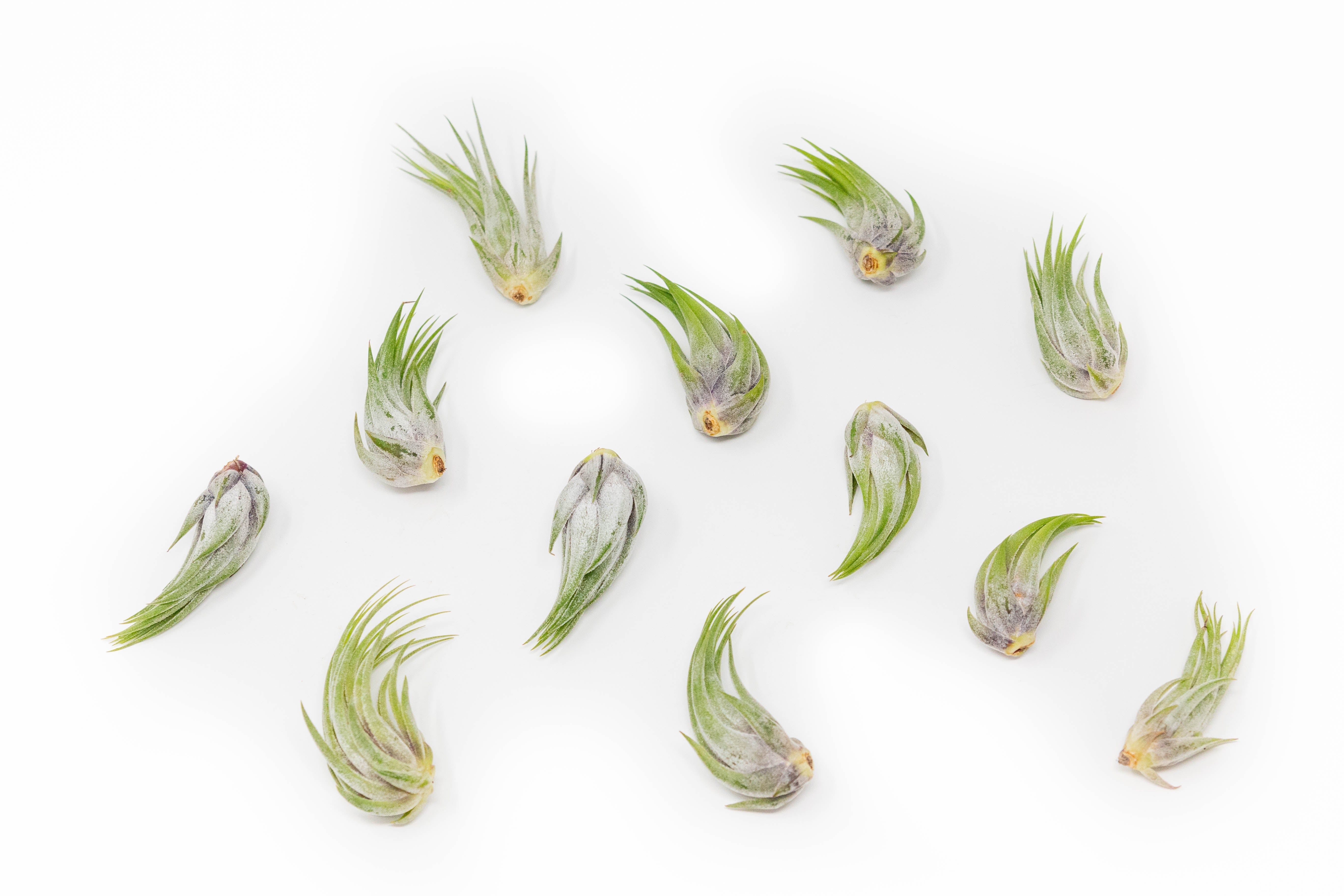 Tillandsia Ionantha Scaposa Air Plants-airplant-The Succulent Source