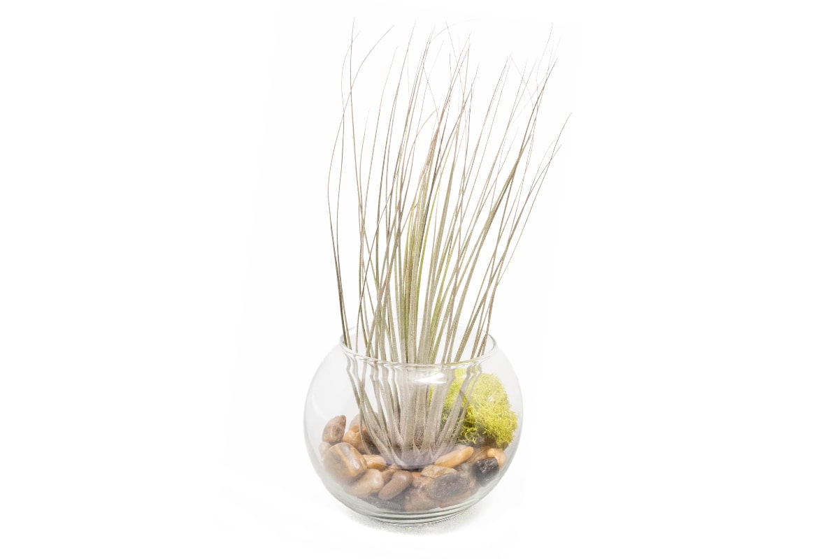 Tillandsia Juncea Air Plant Bubble Bowl Terrarium-terrarium-The Succulent Source