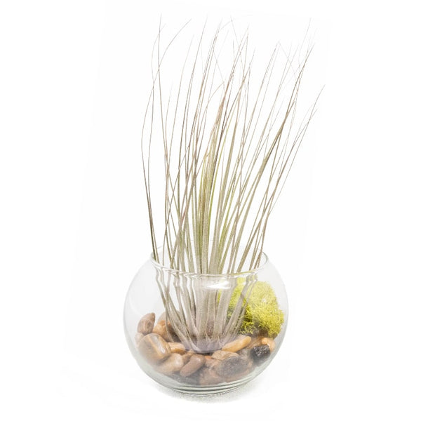 tillandsia juncea air plant Tillandsia Juncea Air Plant Bubble Bowl Terrarium