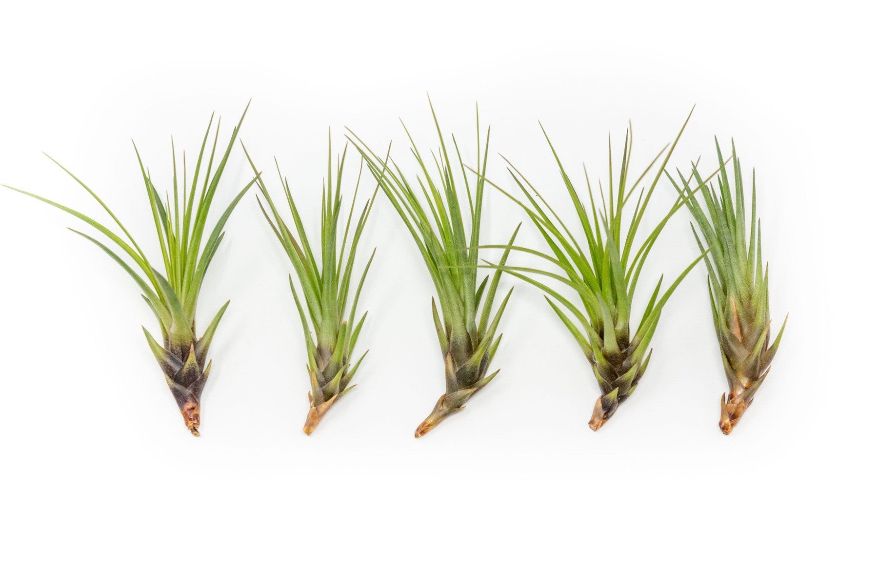 Tillandsia Melanocrater Tricolor Air Plants-airplant-The Succulent Source