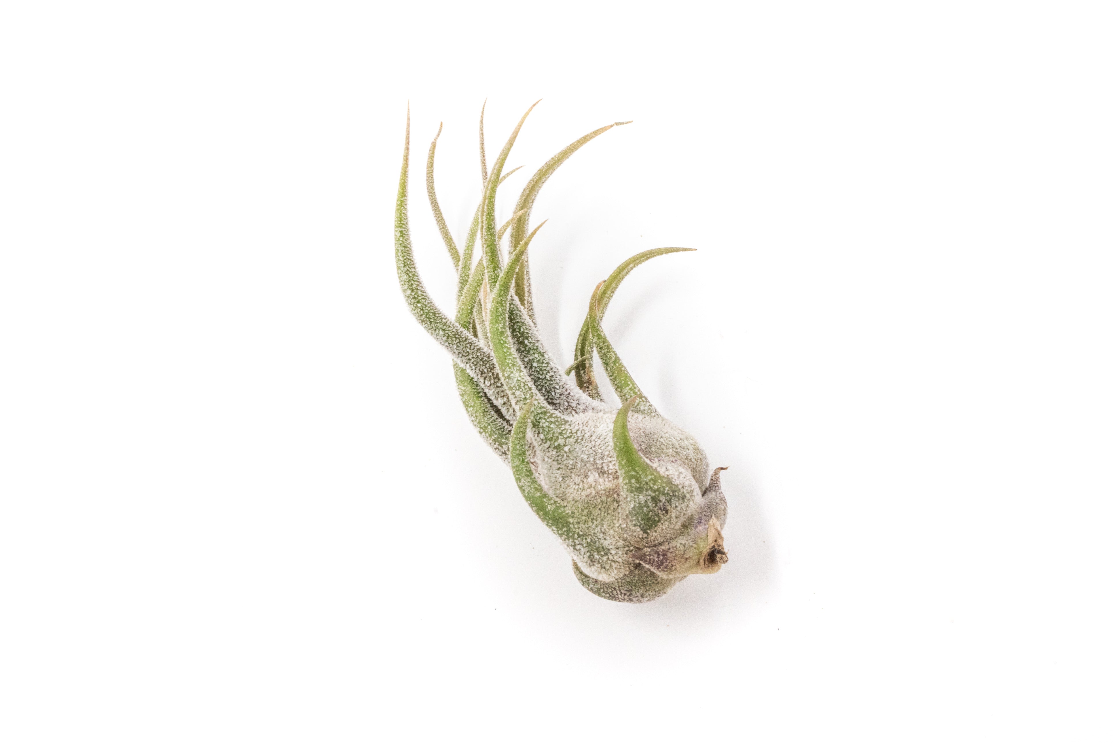 Tillandsia Pruinosa Air Plants-airplant-The Succulent Source