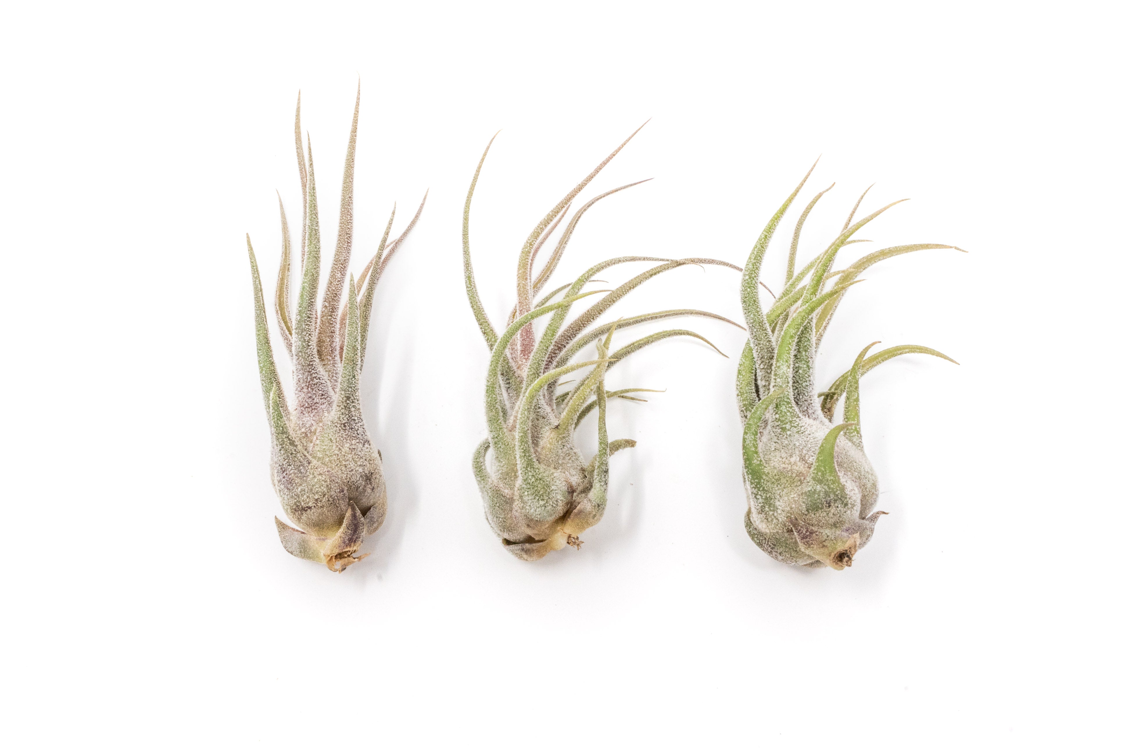 Tillandsia Pruinosa Air Plants-airplant-The Succulent Source