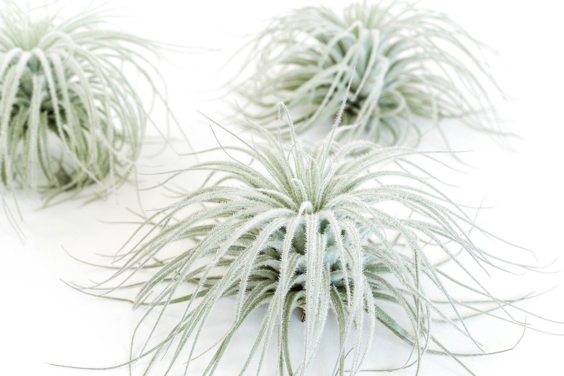 Tillandsia Tectorum Ecuador Air Plants-airplant-The Succulent Source