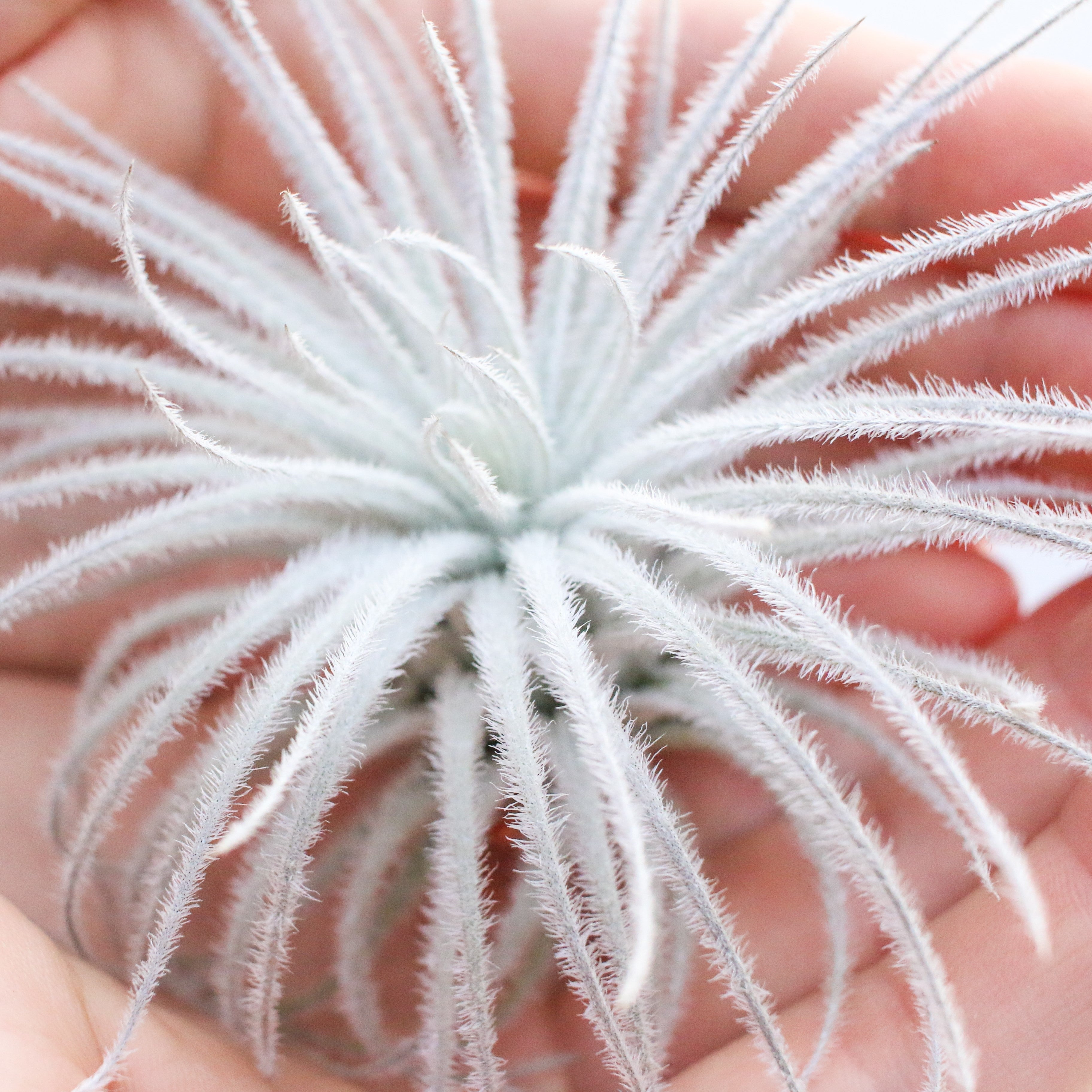 Tillandsia Tectorum Ecuador Air Plants-airplant-The Succulent Source