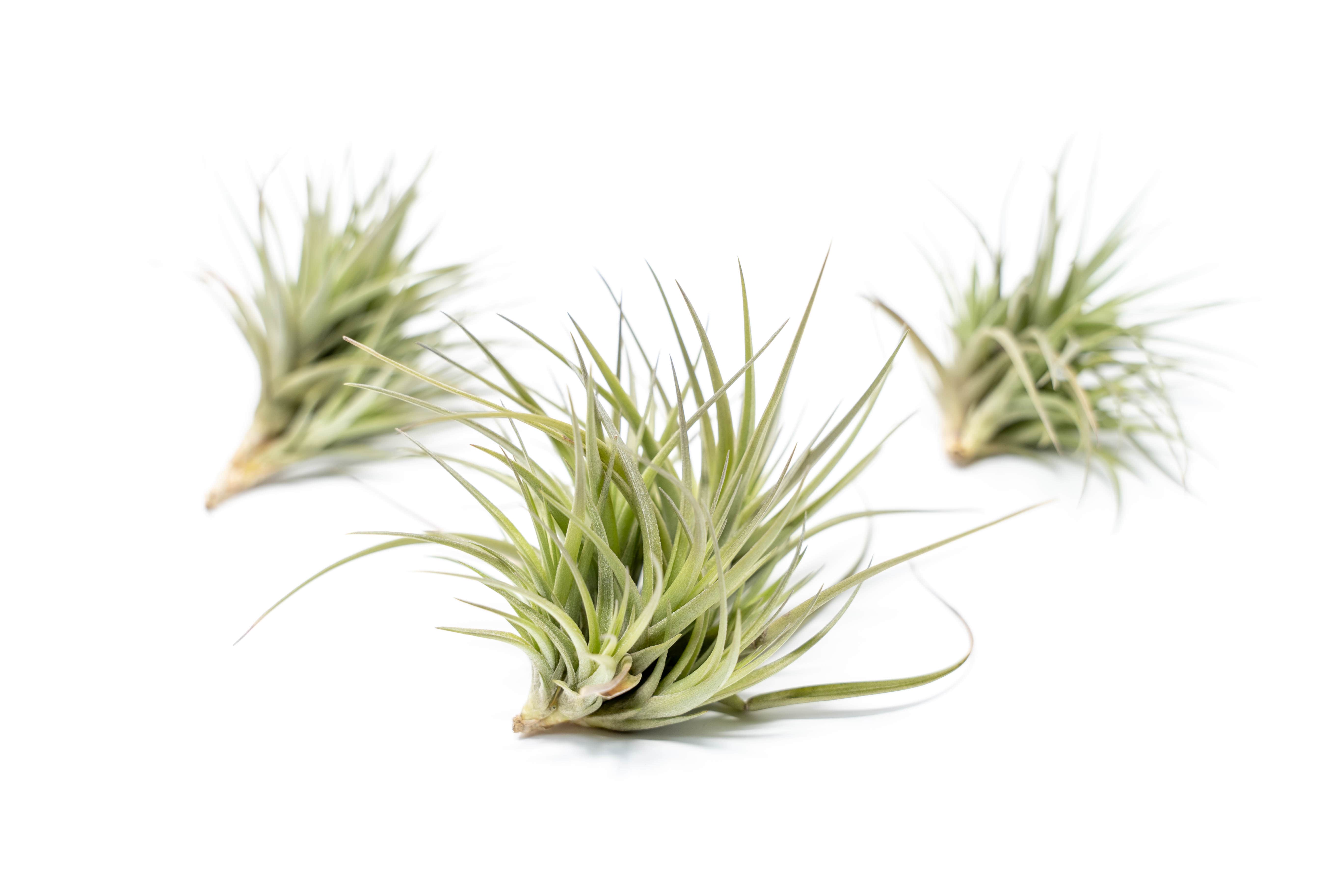 Tillandsia Tenuifolia Air Plant Clumps-airplant-The Succulent Source