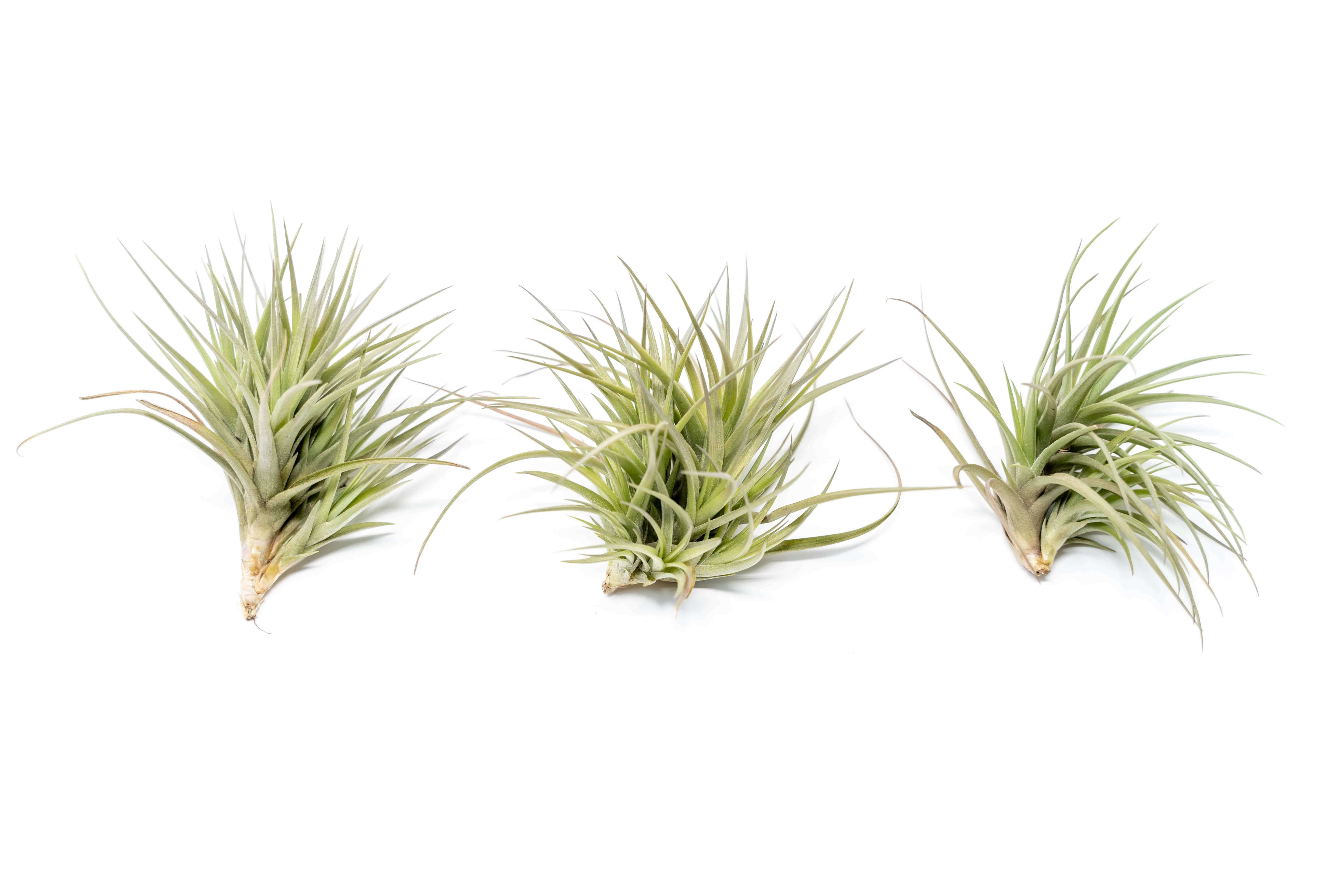 Tillandsia Tenuifolia Air Plant Clumps-airplant-The Succulent Source