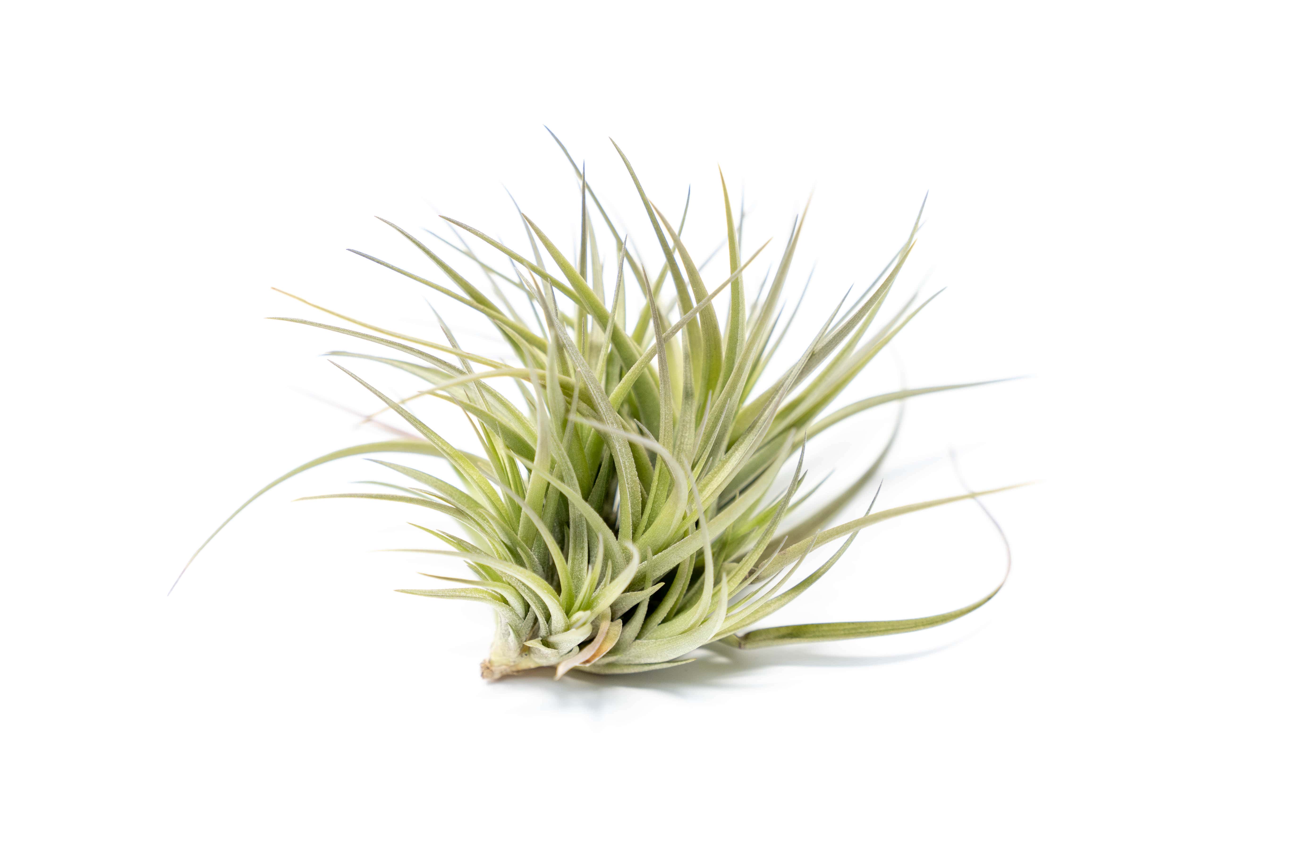 Tillandsia Tenuifolia Air Plant Clumps-airplant-The Succulent Source