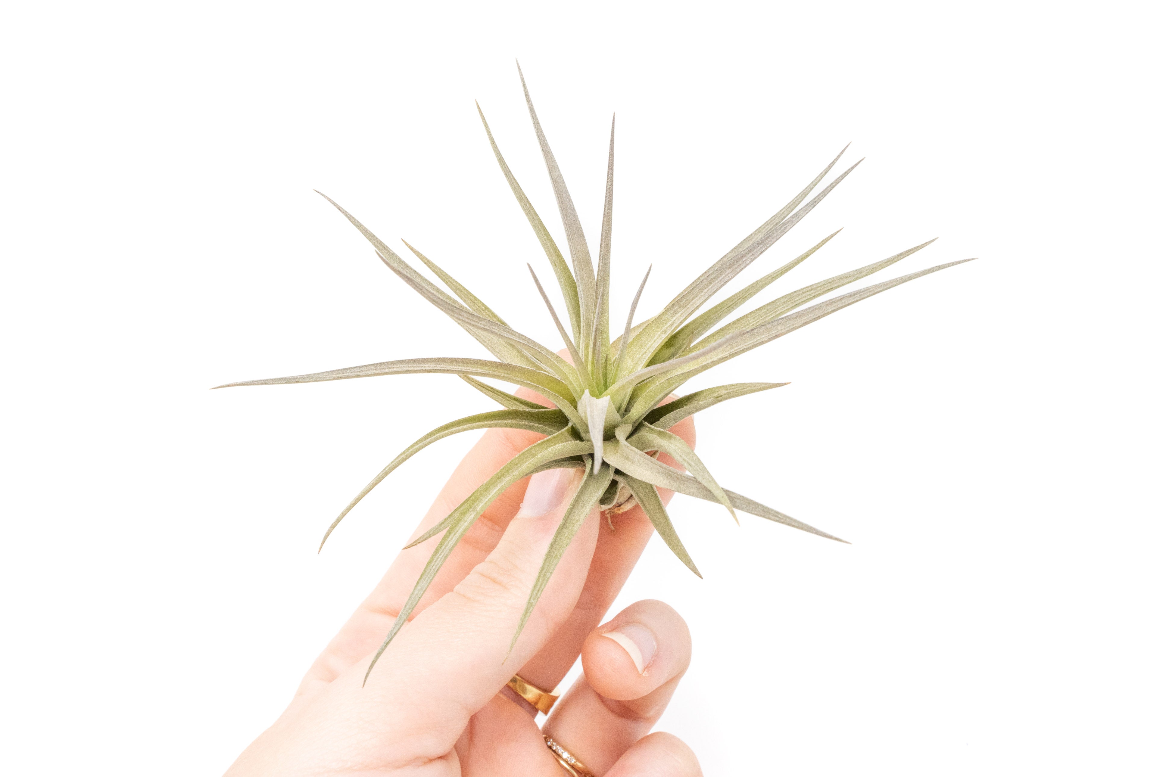 Tillandsia Tenuifolia Air Plants-airplant-The Succulent Source