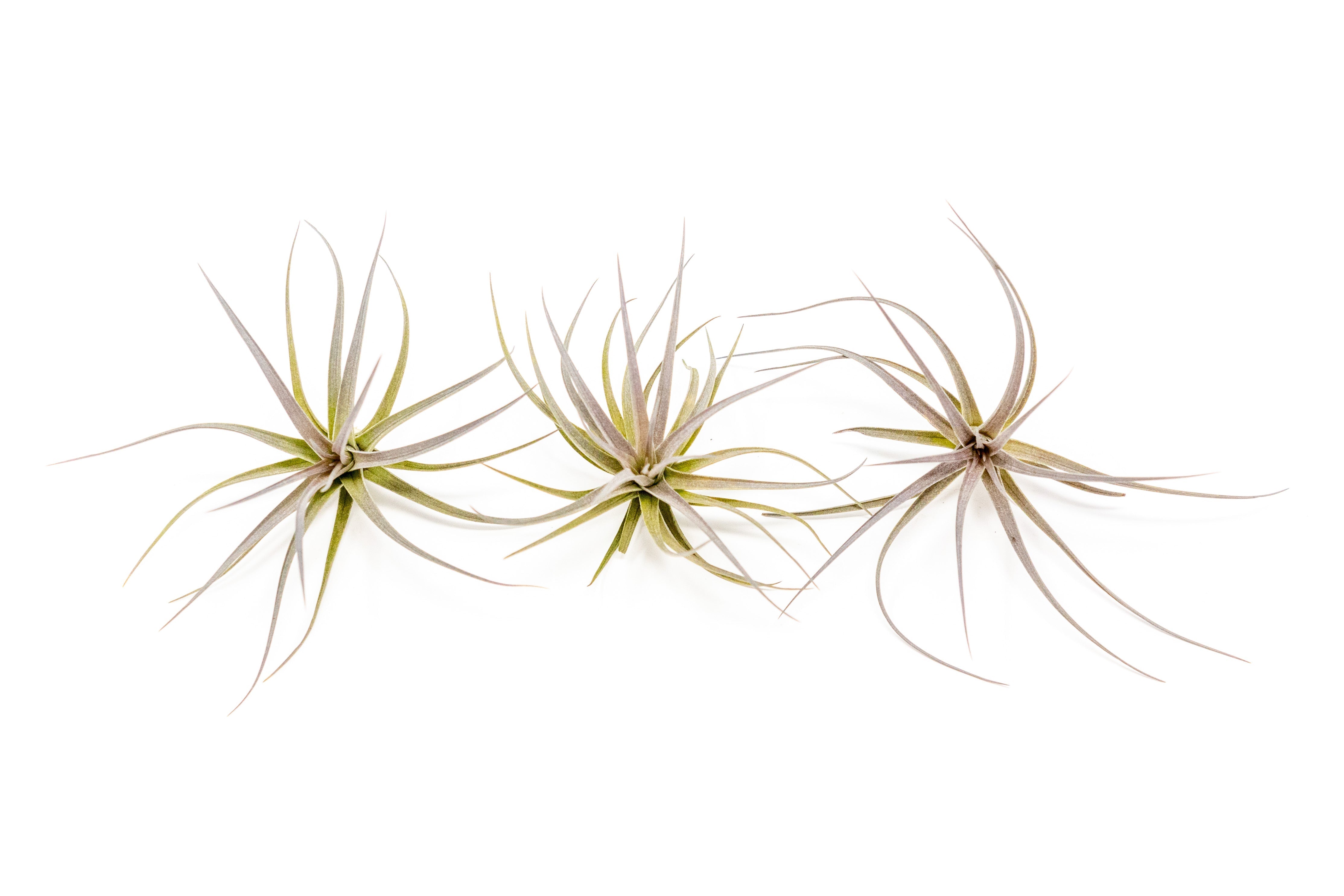 Tillandsia Tenuifolia Air Plants-airplant-The Succulent Source