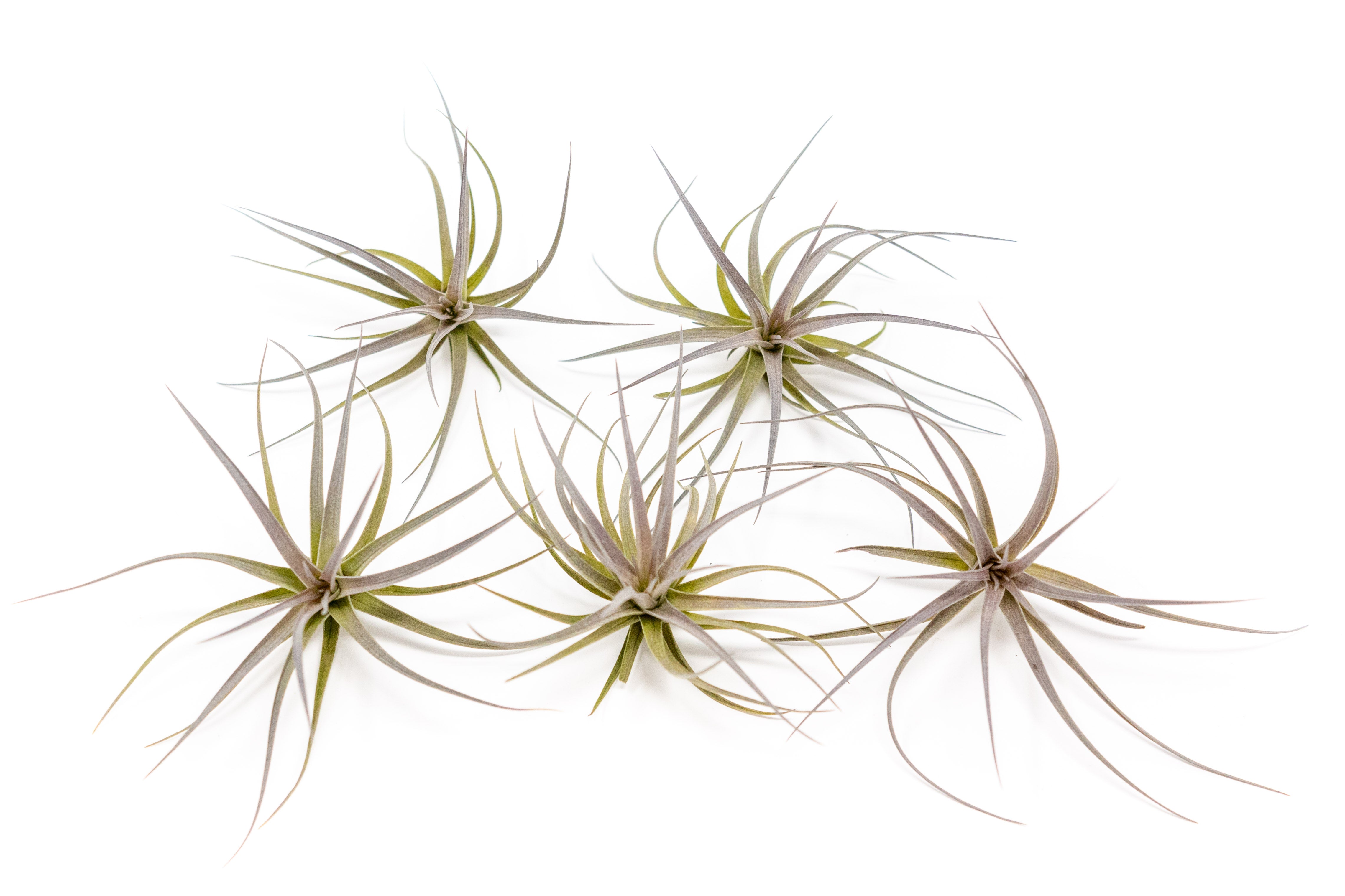 Tillandsia Tenuifolia Air Plants-airplant-The Succulent Source