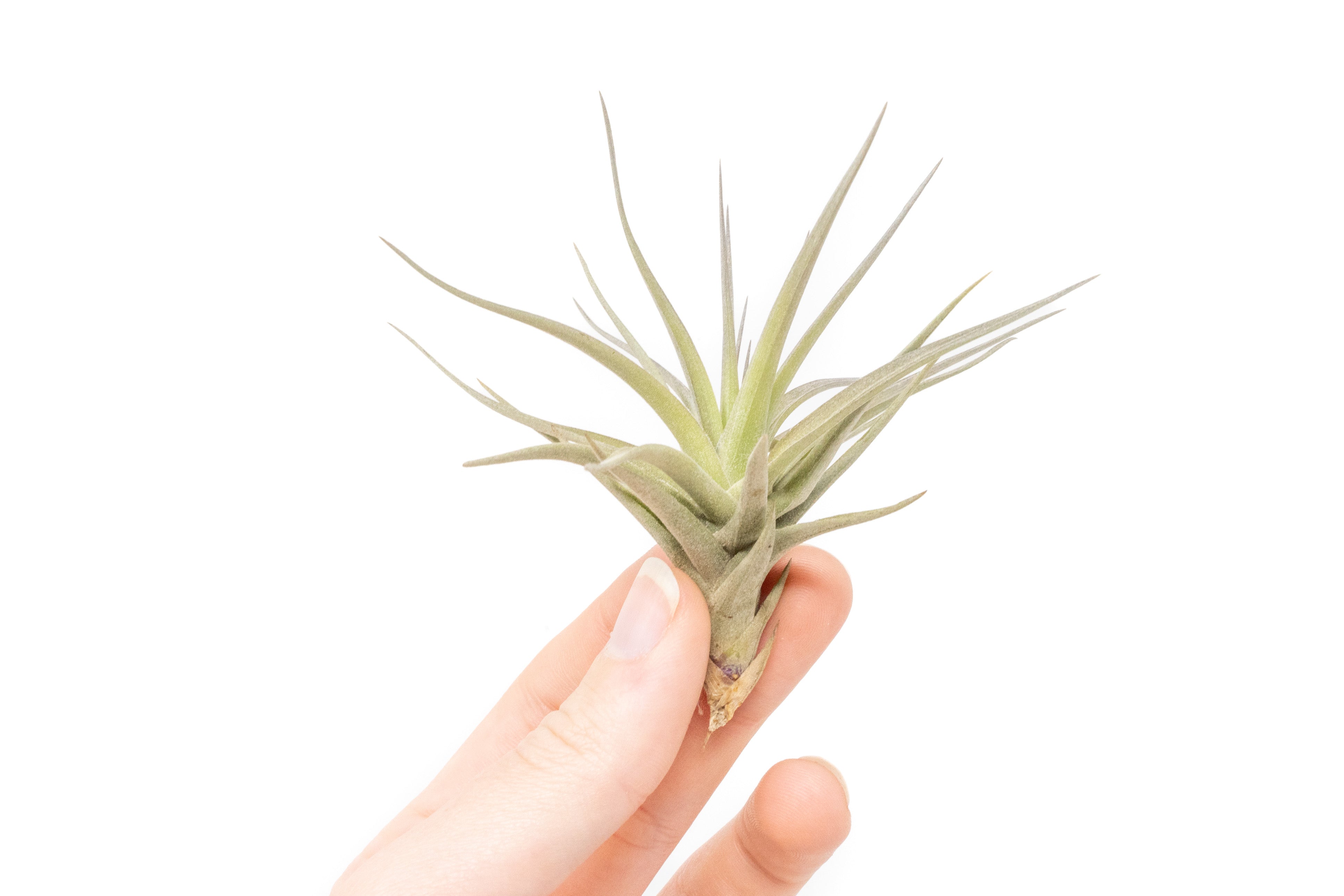 Tillandsia Tenuifolia Air Plants-airplant-The Succulent Source