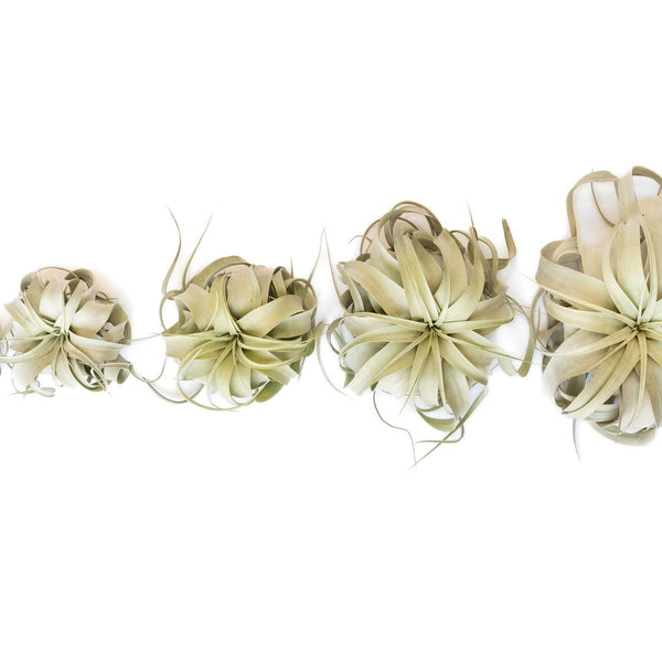 Tillandsia-Xerographica-Air-