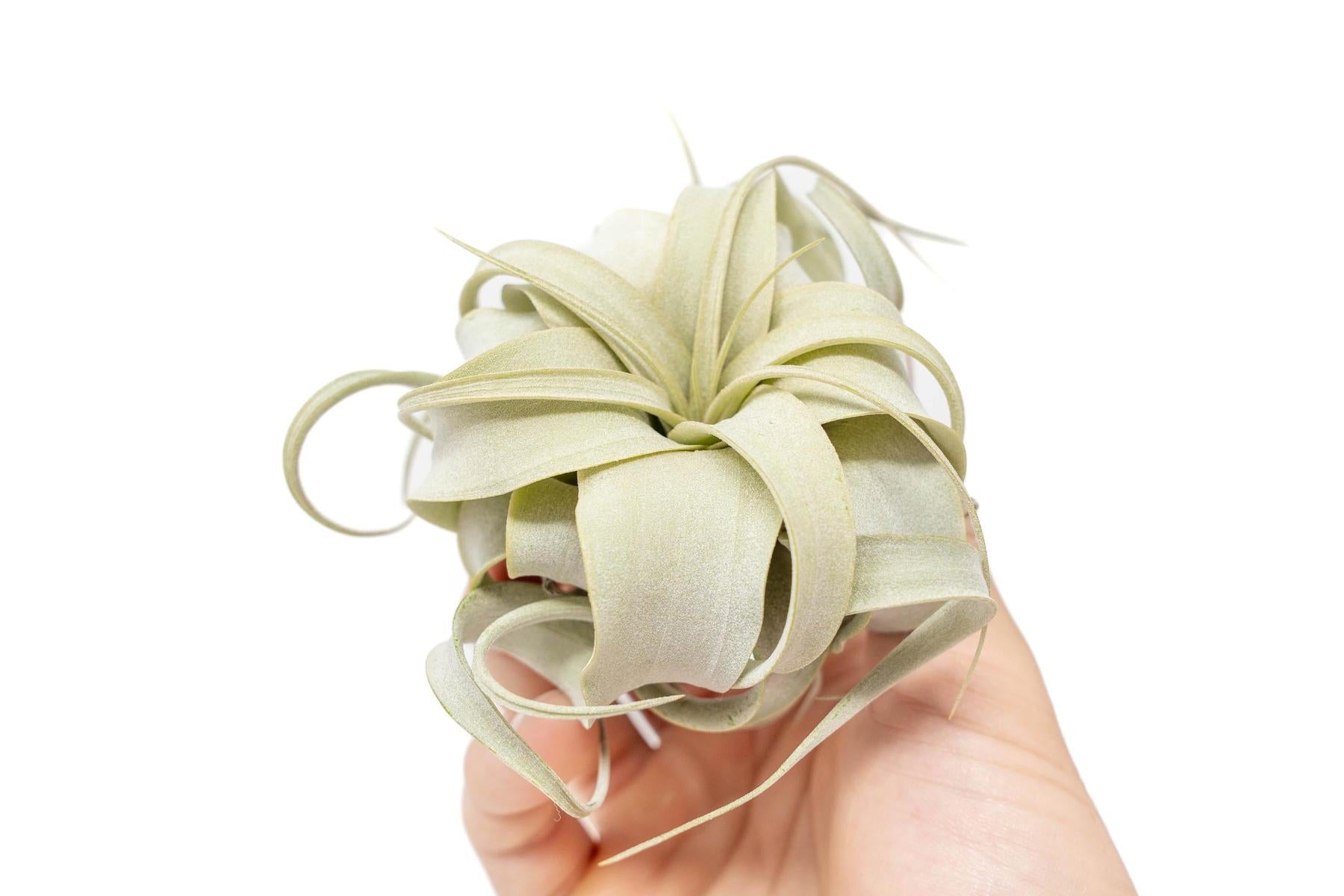 Tillandsia Xerographica Seedling - 2-4 Inches Wide - Help Support Sust