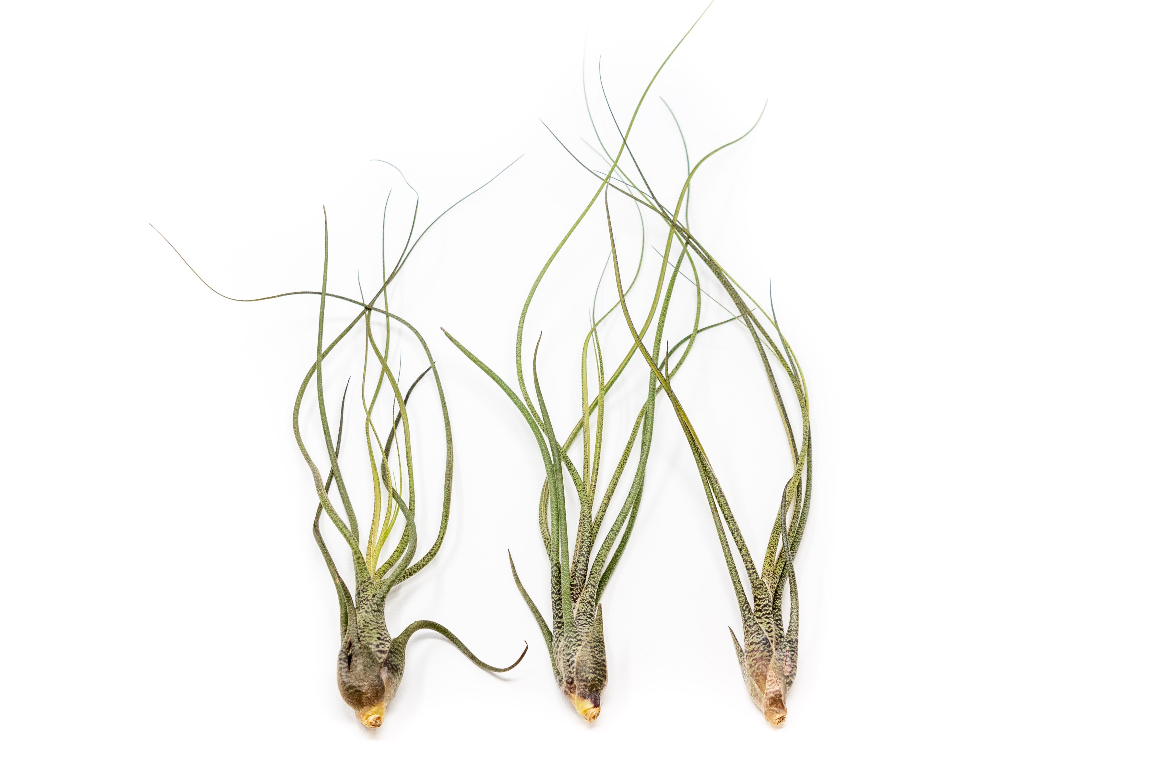 SALE - The Wild Things Collection of Tillandsia Air Plants - Set of 9 or 18 Air - 70% Off