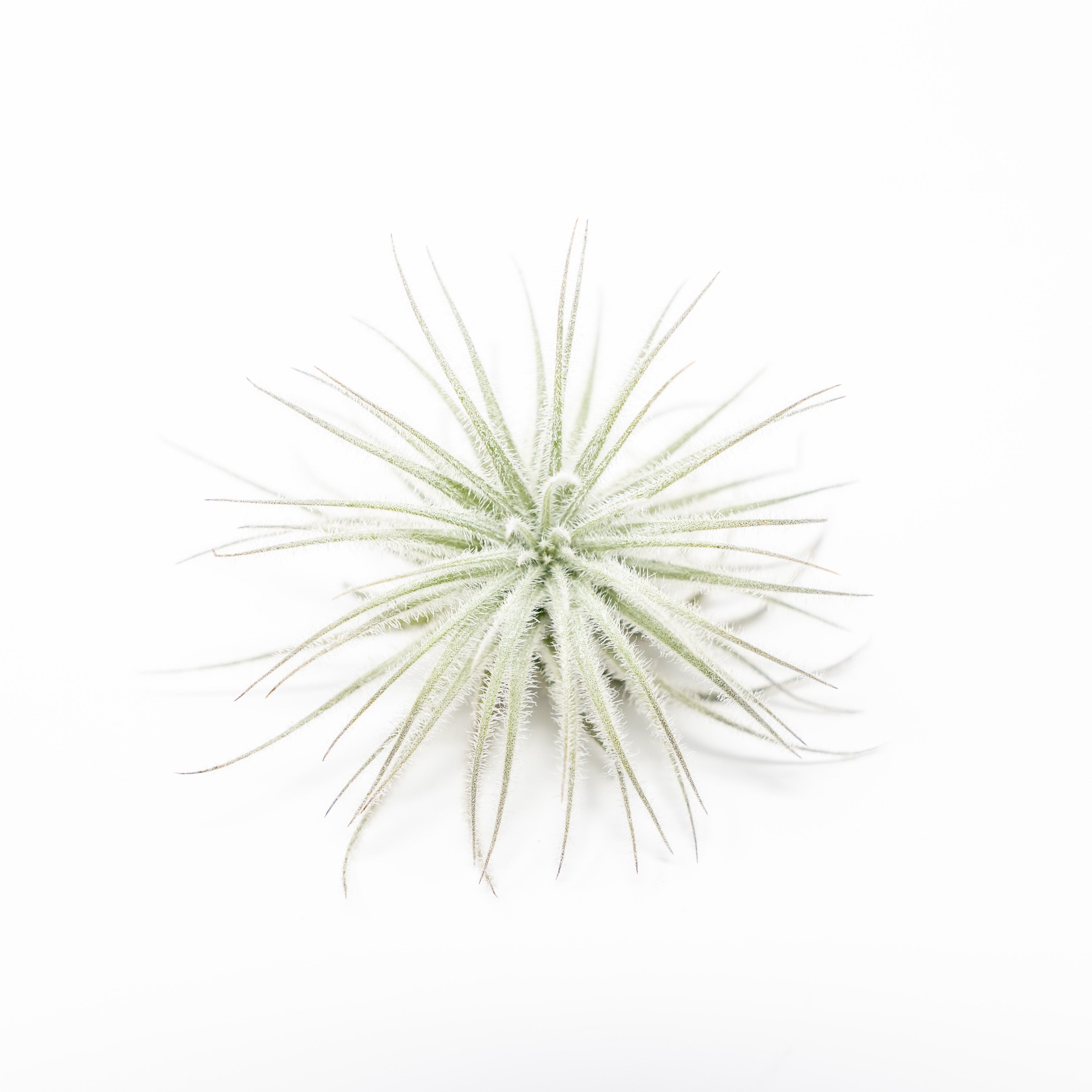 $4 Holiday Special - 3 Tillandsia Tectorum Ecuador for $12