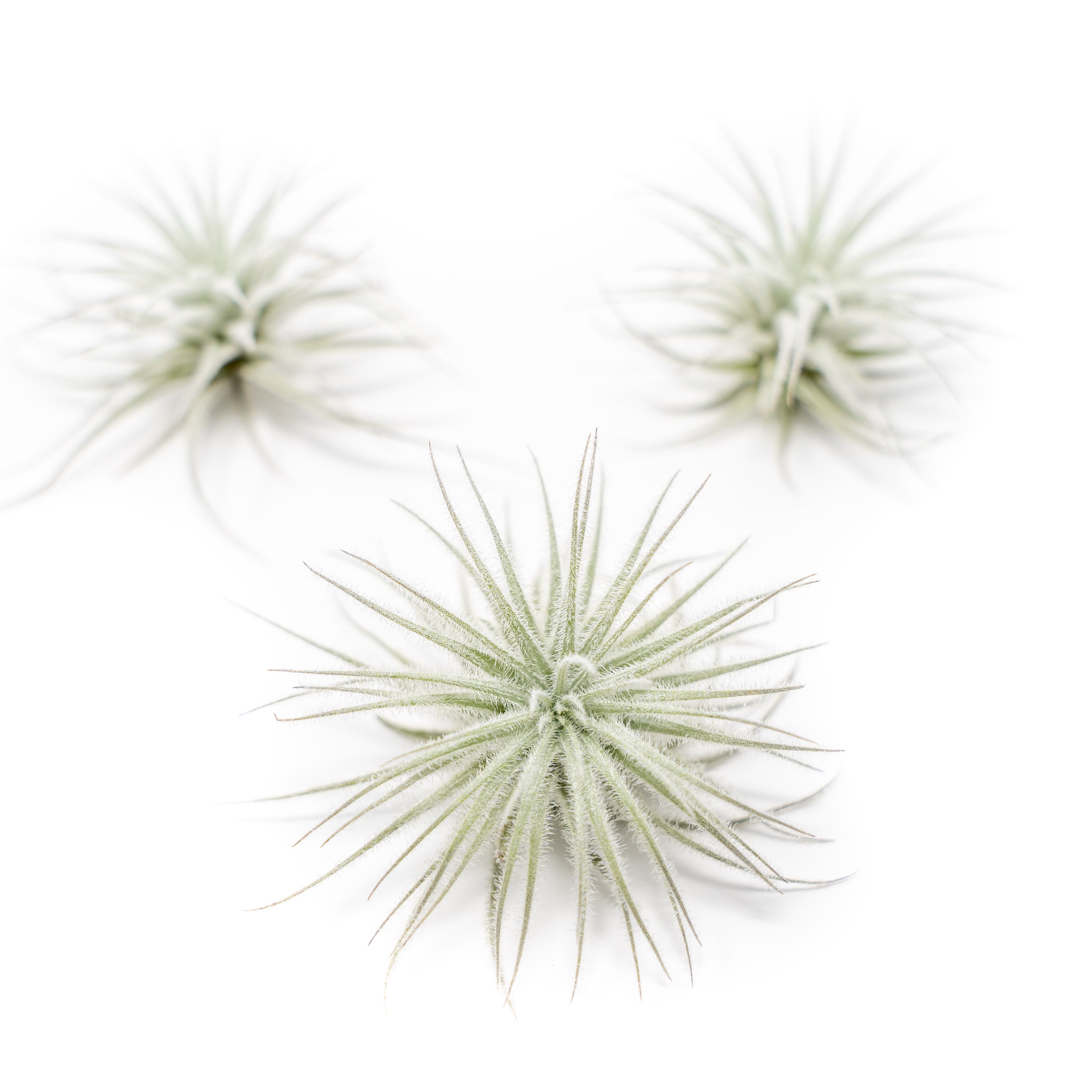 $4 Holiday Special - 3 Tillandsia Tectorum Ecuador for $12