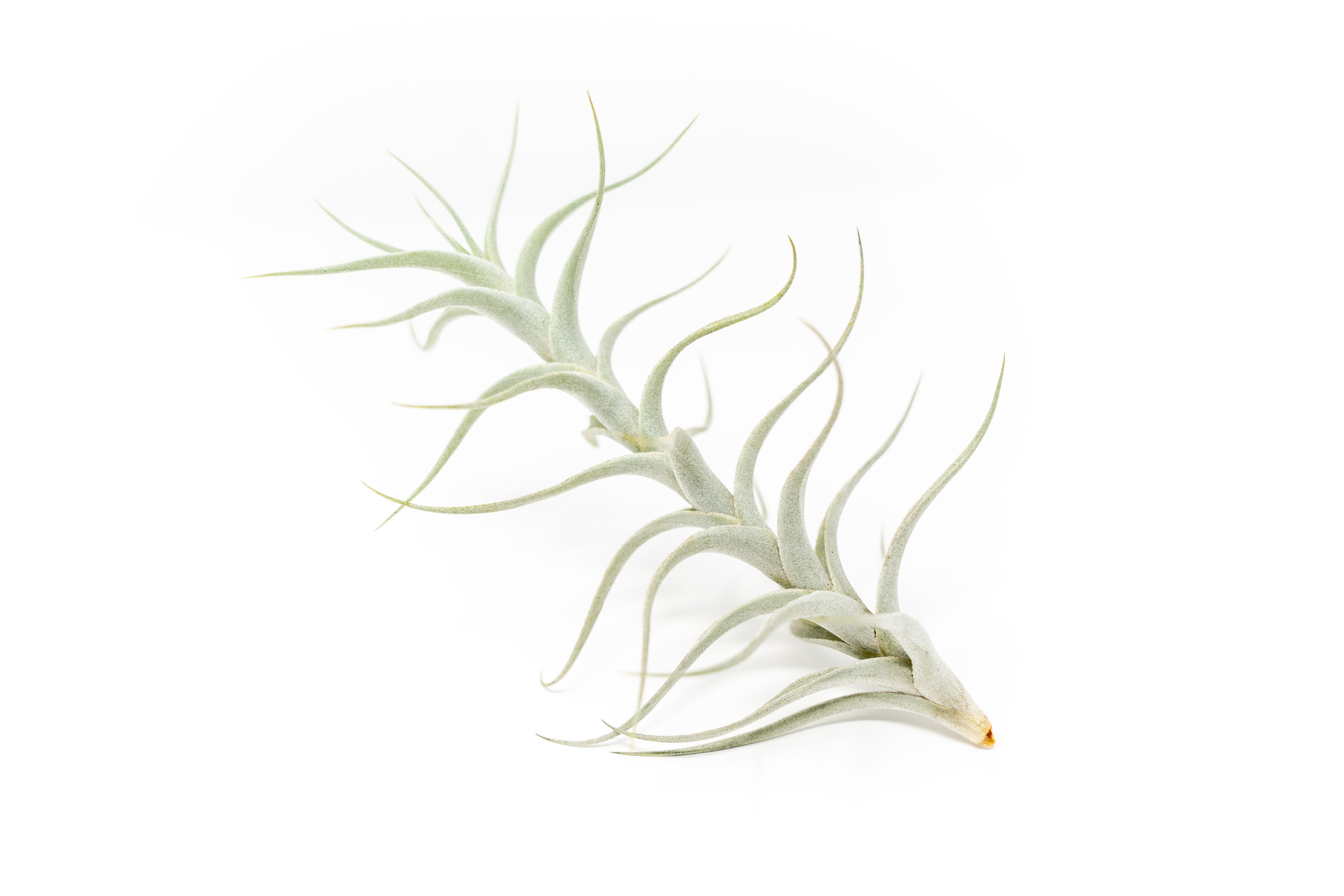 Tillandsia Albida 'Minor' Air Plants