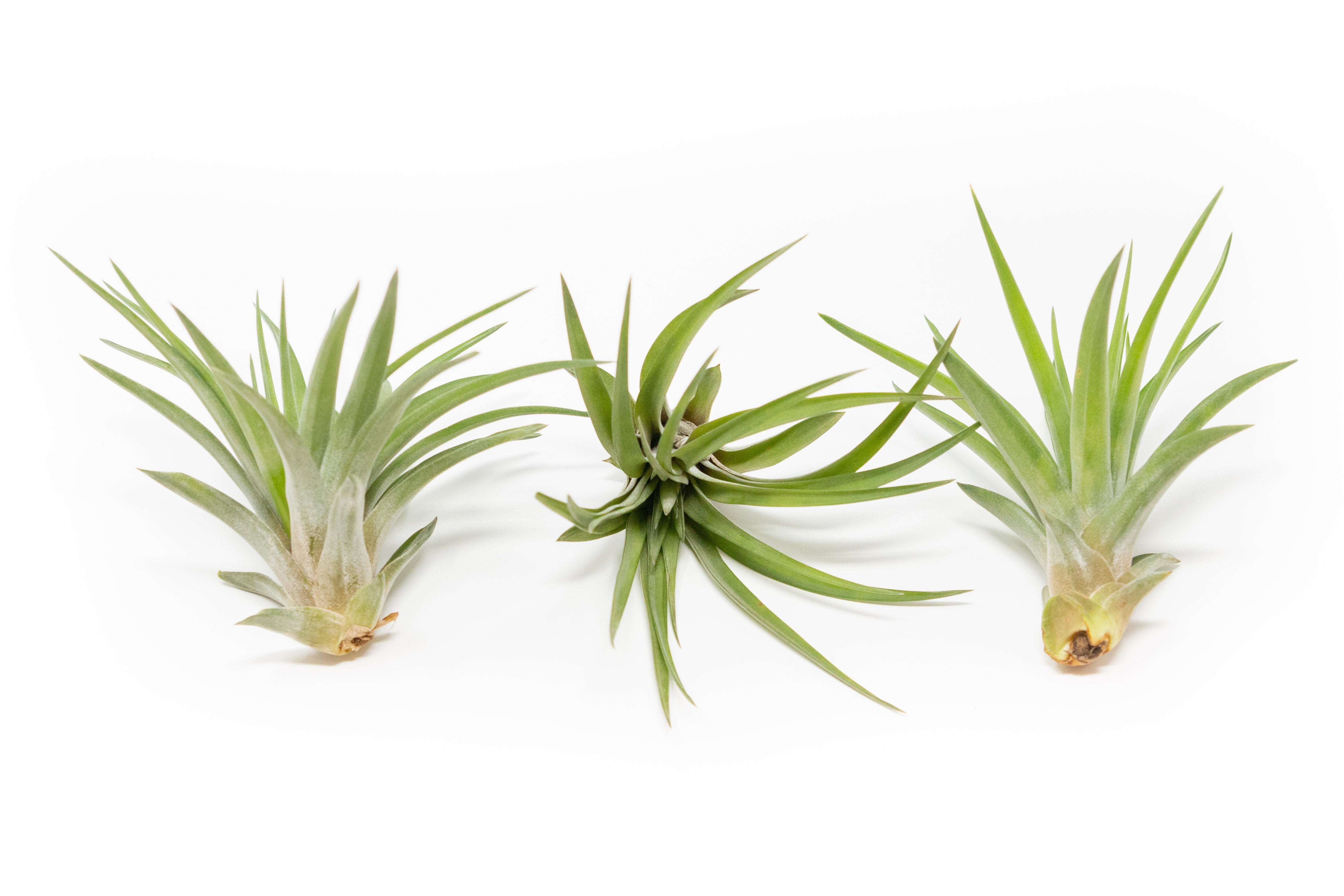 Tillandsia Velutina Air Plants-airplant-The Succulent Source