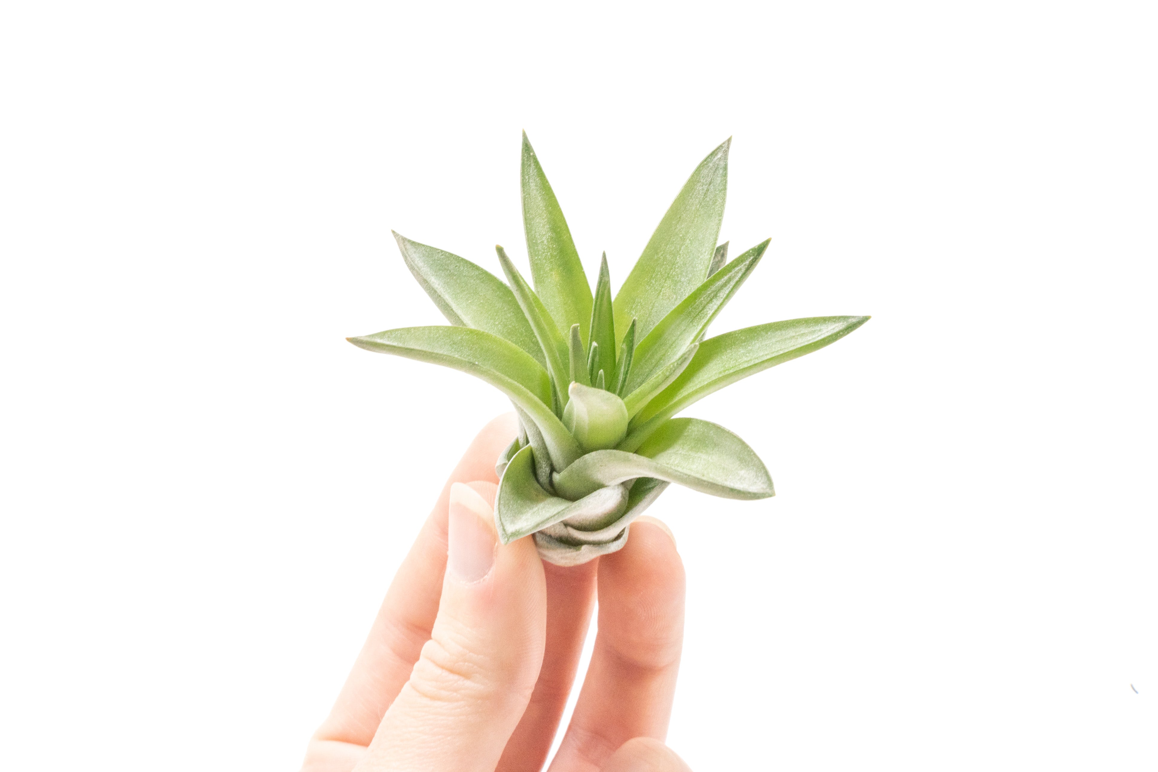 Tillandsia Velutina Air Plants-airplant-The Succulent Source