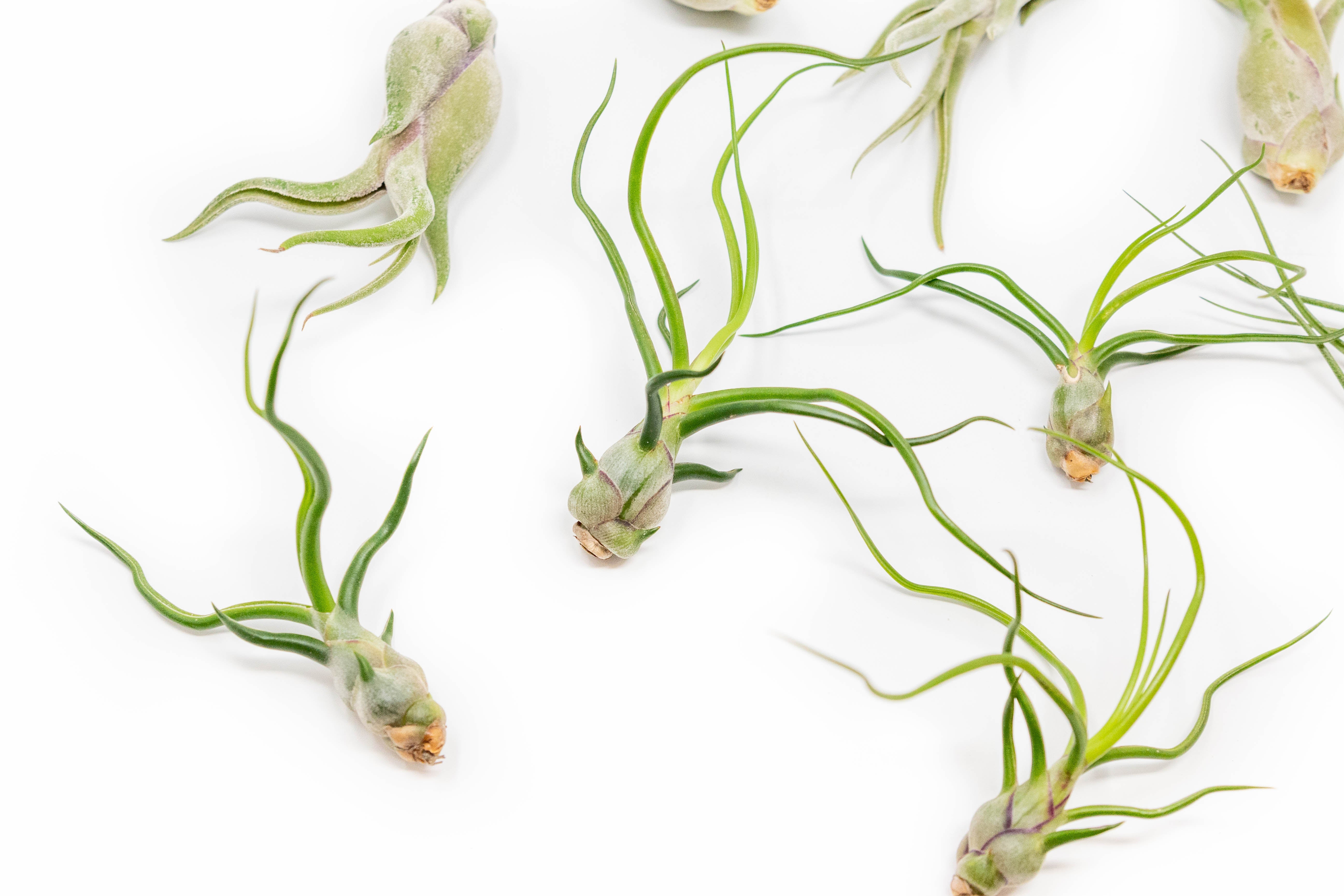 SALE - The Wild Things Collection of Tillandsia Air Plants - Set of 9 or 18 Air - 70% Off