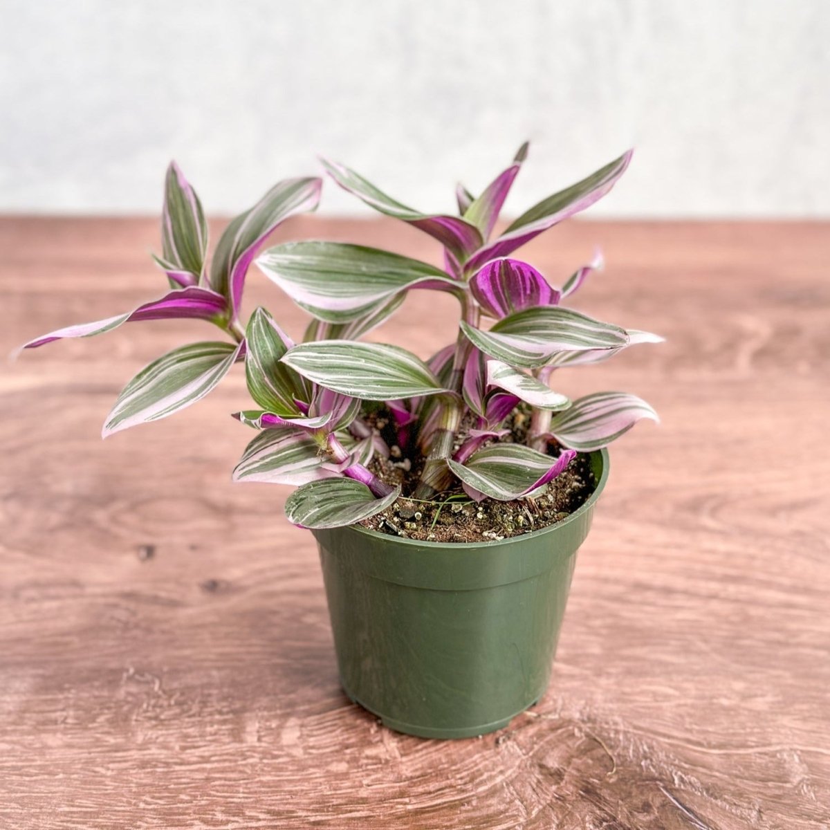 Tradescantia Blossfeldiana cerinthoides variegata "Bubblegum"/“Lilac”-Potted Houseplants-The Succulent Source