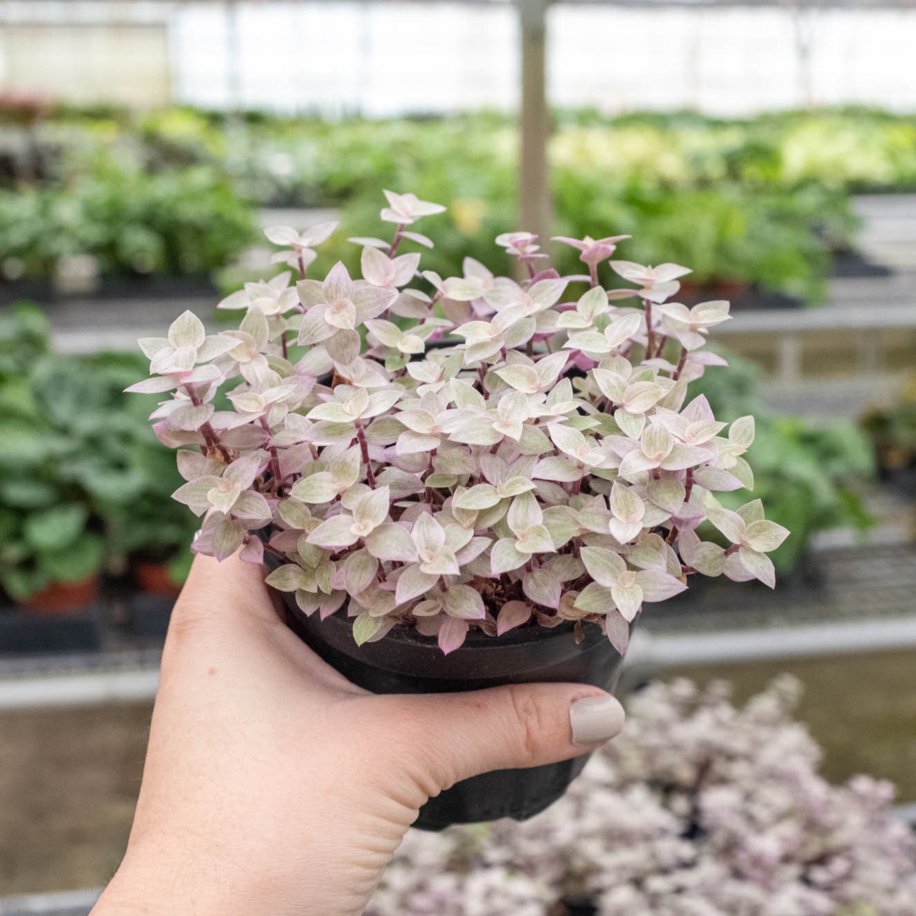 Tradescantia Callisia 'Pink Panther'-4" Plant-The Succulent Source