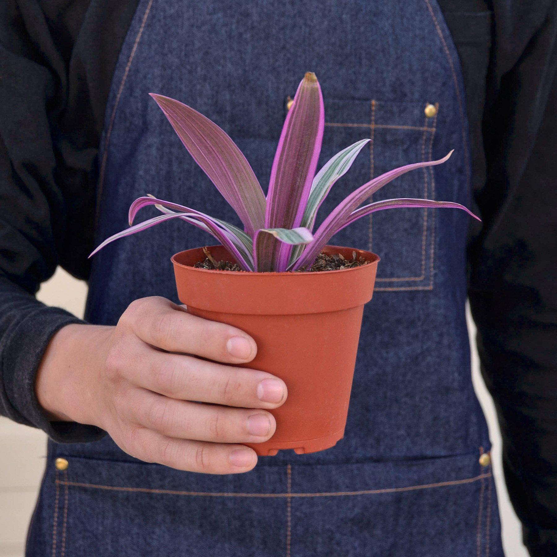 Tradescantia 'Oyster Plant'-Indoor Plants-The Succulent Source