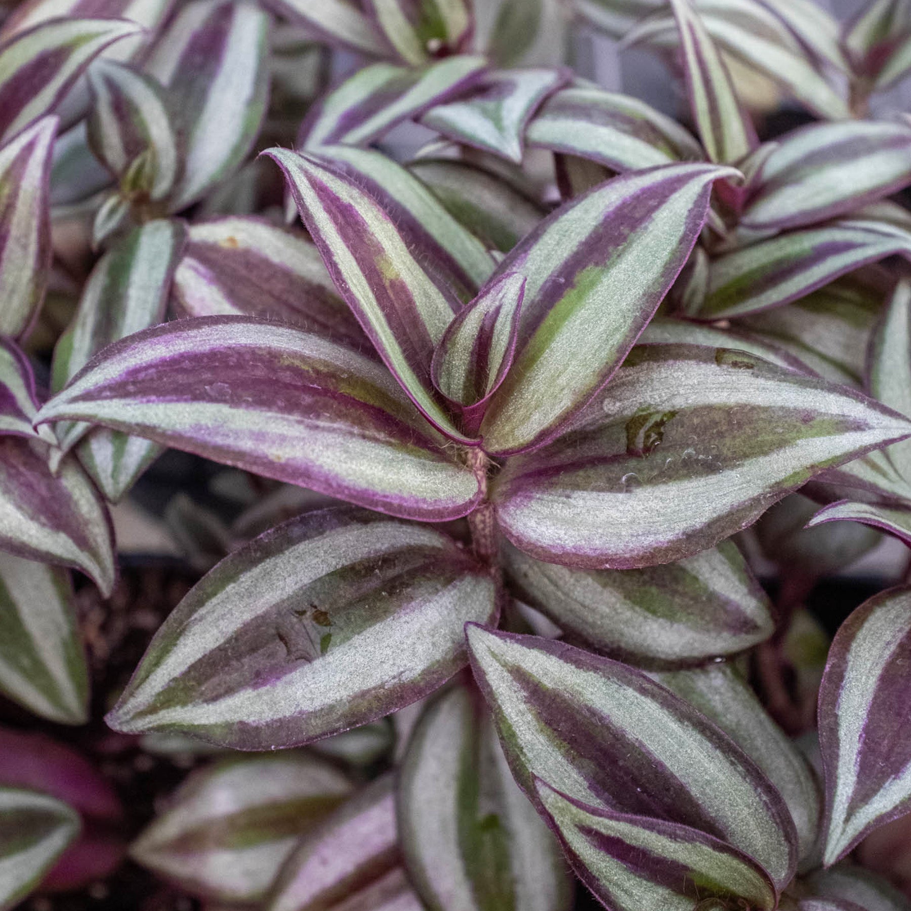 Tradescantia Zebrina 'Wandering Dude'-Indoor Plants-The Succulent Source