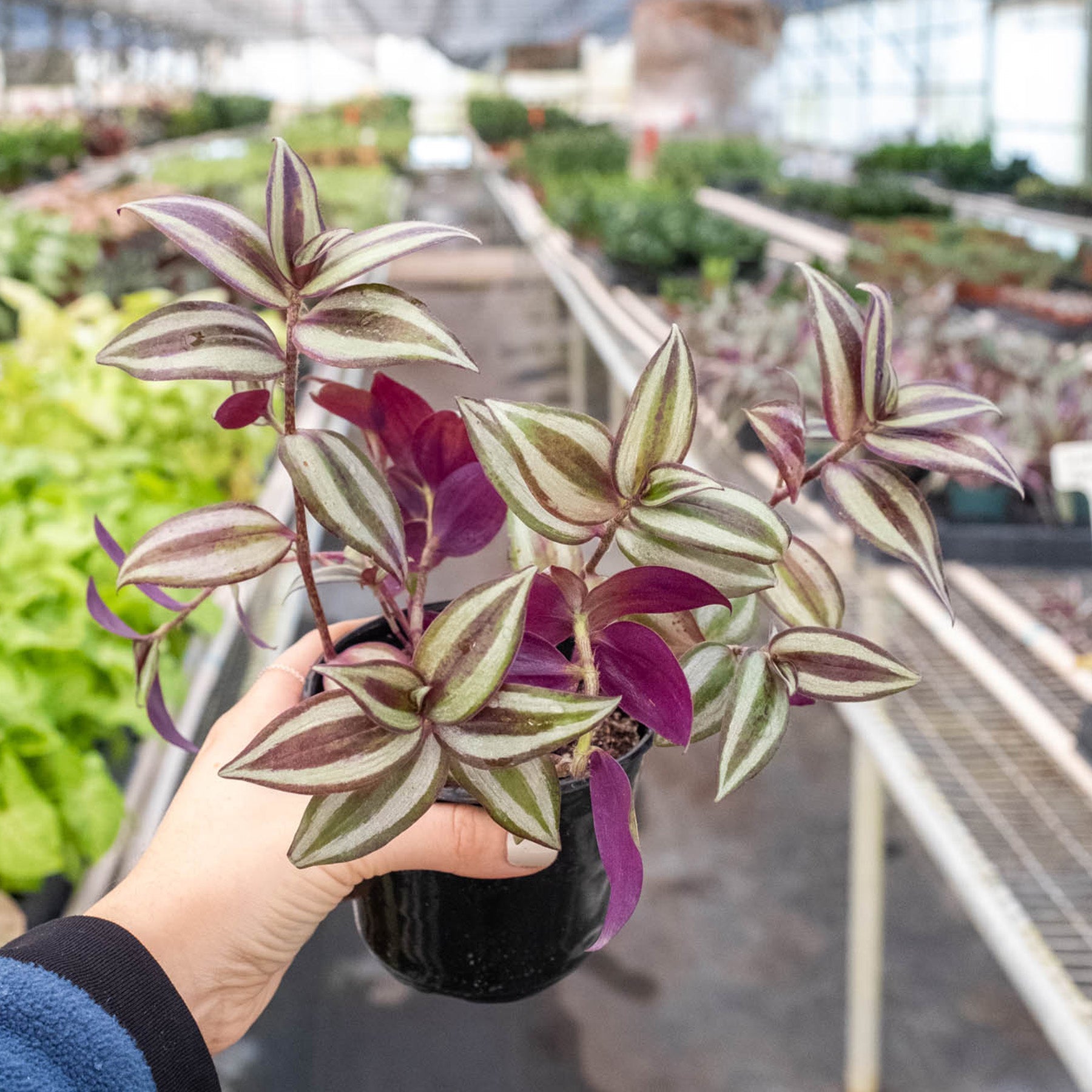 Tradescantia Zebrina 'Wandering Dude'-Indoor Plants-The Succulent Source