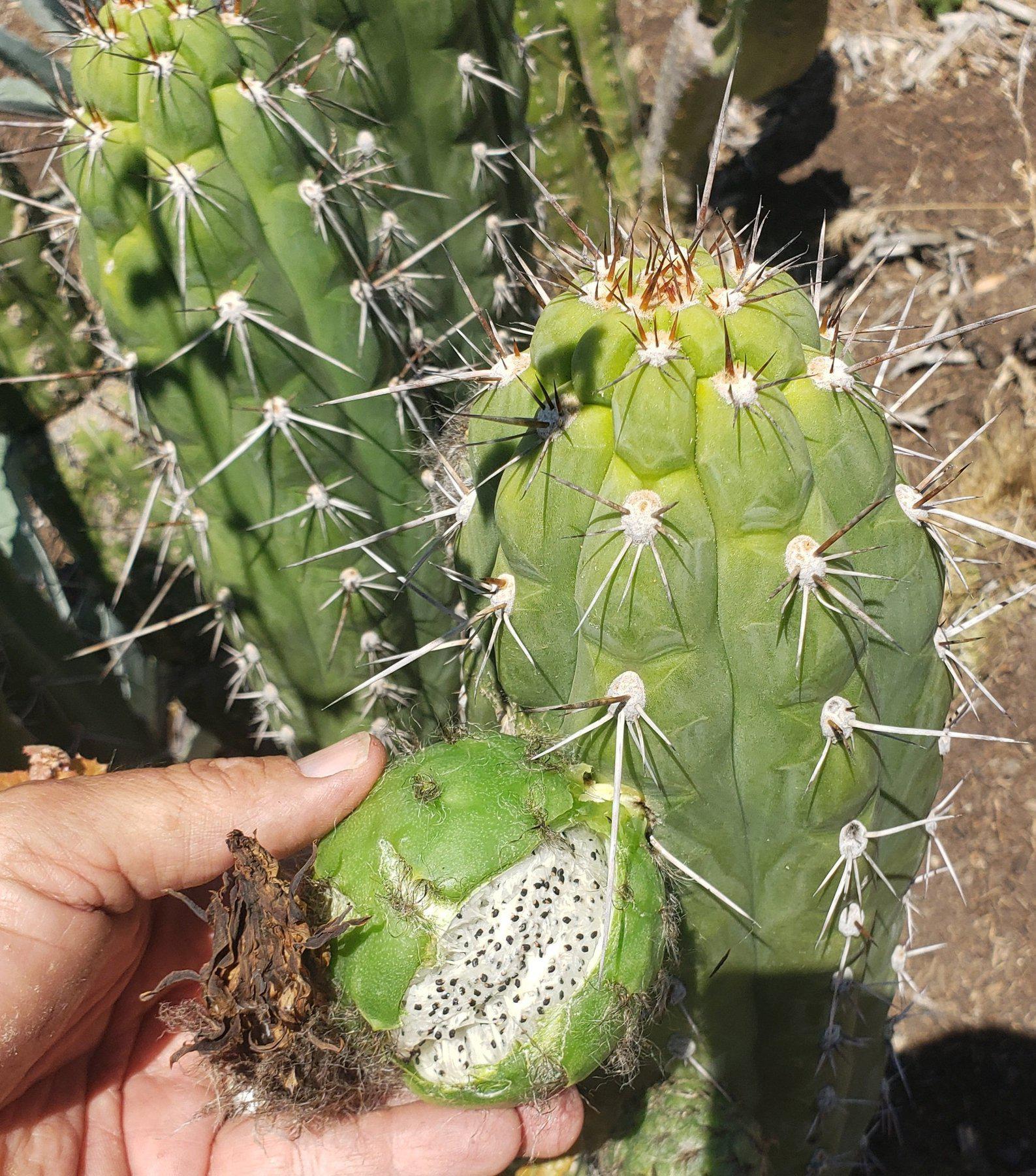 Trichocereus Ornamental Cactus Seeds Pachanoi Peruvian & others-Cactus - Large - Exact-The Succulent Source