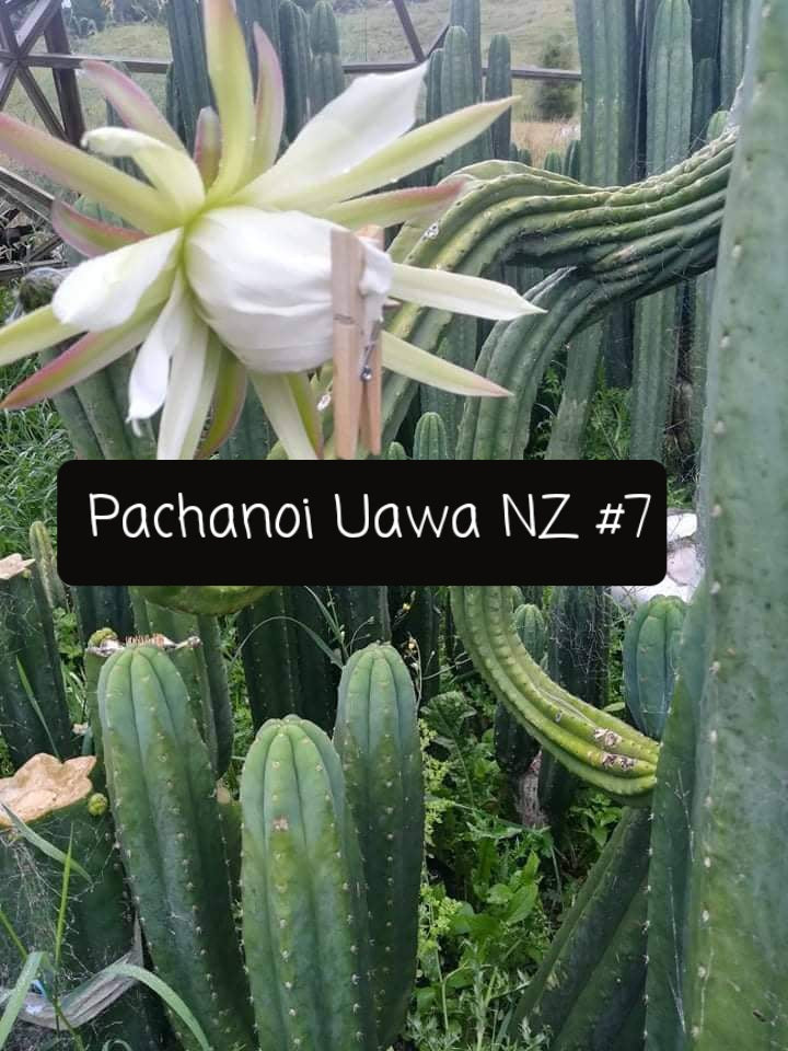 Trichocereus Ornamental Cactus Seeds Pachanoi Peruvian & others-Cactus - Large - Exact-The Succulent Source