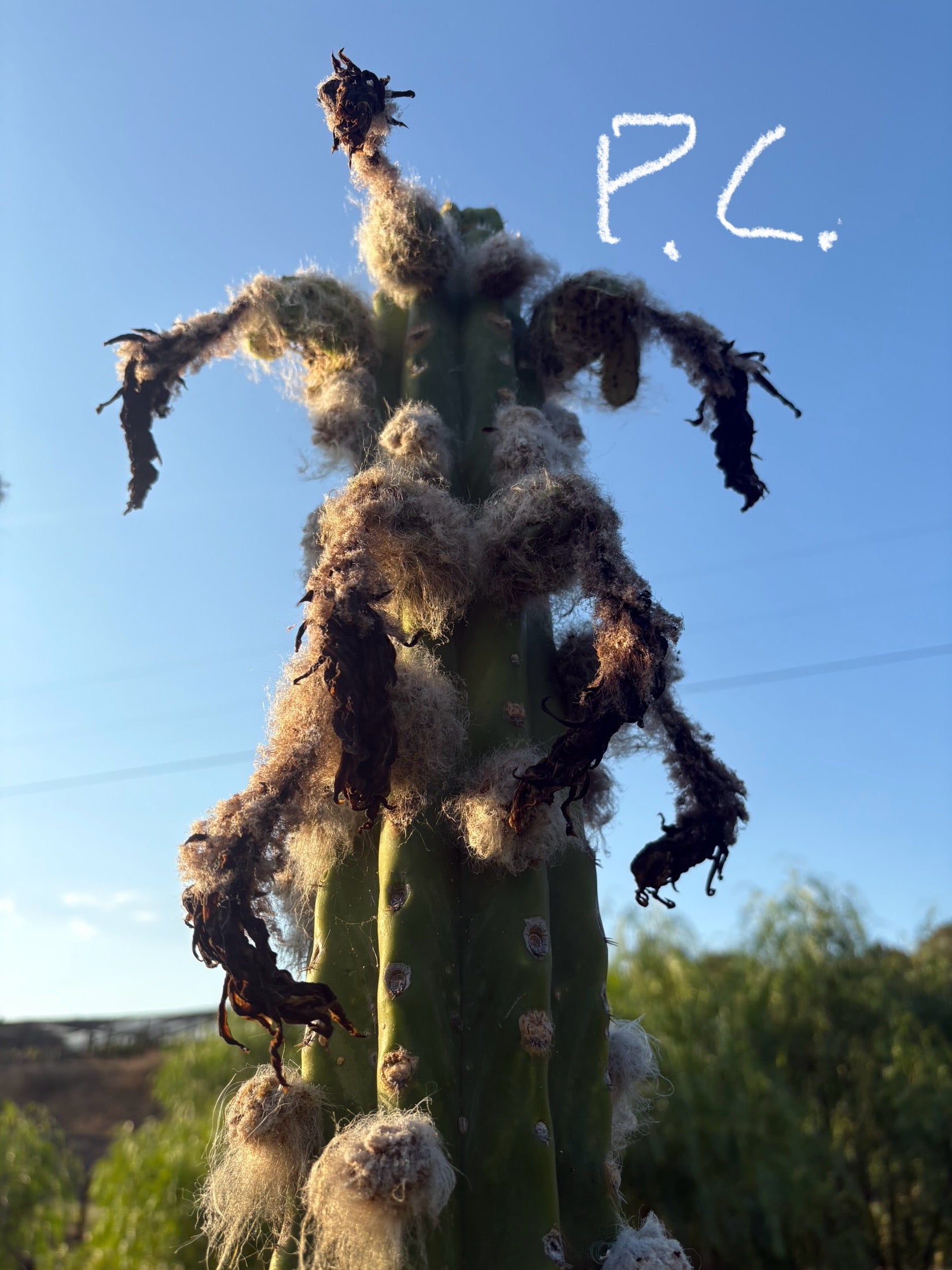 Trichocereus Cactus Seeds Pachanoi, Peruvianus, Bridgesii, Scopulicola, Hybrid seed & others-Cactus - Large - Exact-The Succulent Source