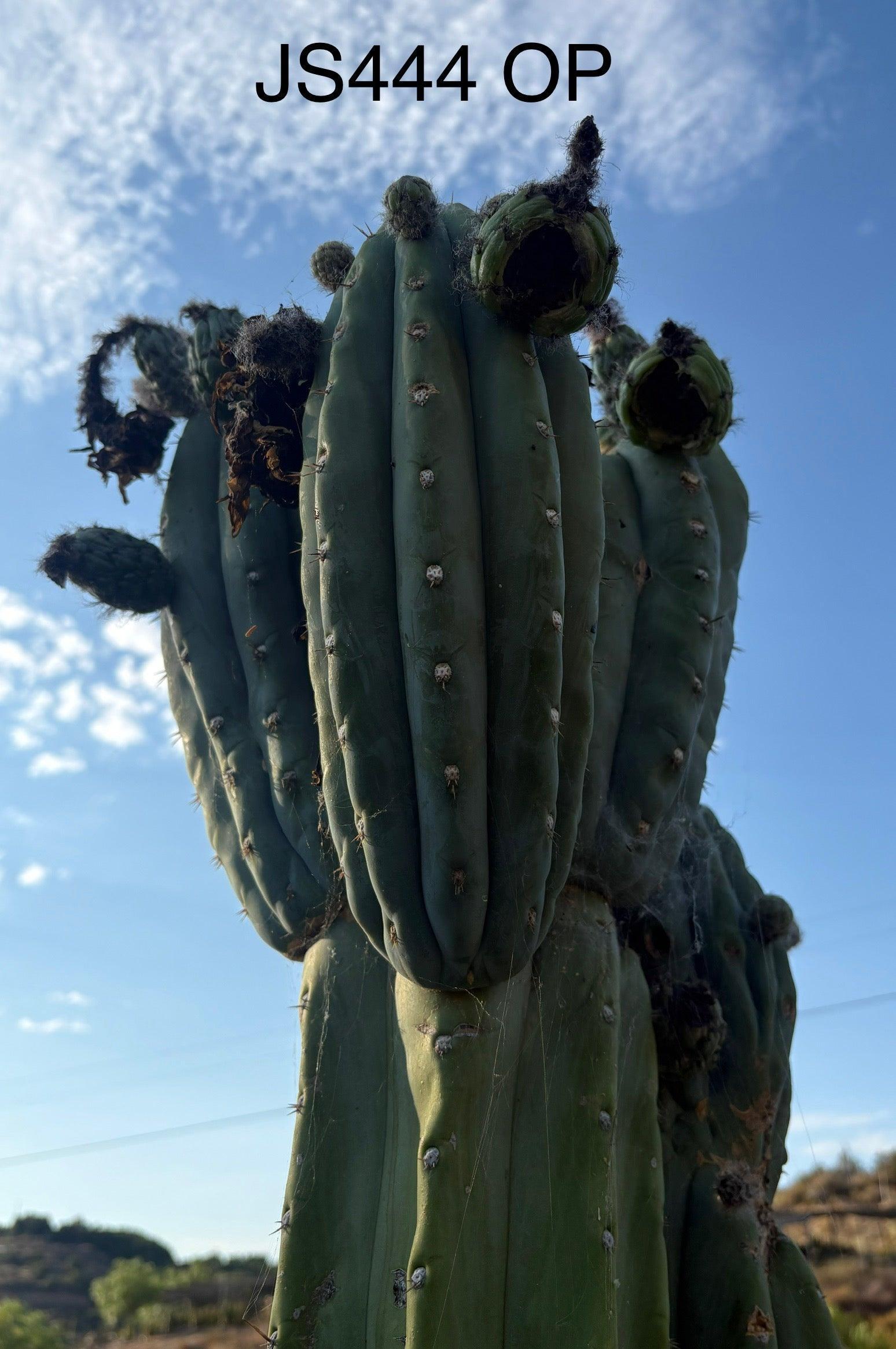 Trichocereus Cactus Seeds Pachanoi, Peruvianus, Bridgesii, Scopulicola, Hybrid seed & others-Cactus - Large - Exact-The Succulent Source