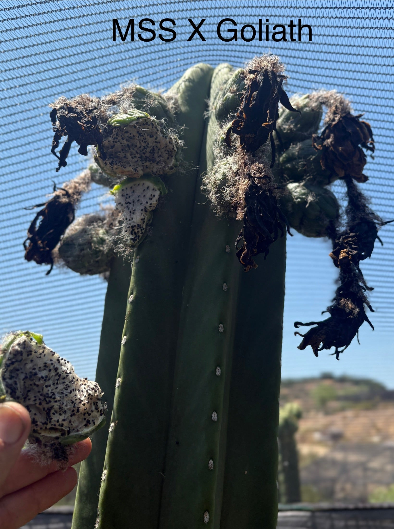 Trichocereus Cactus Seeds Pachanoi, Peruvianus, Bridgesii, Scopulicola, Hybrid seed & others-Cactus - Large - Exact-The Succulent Source