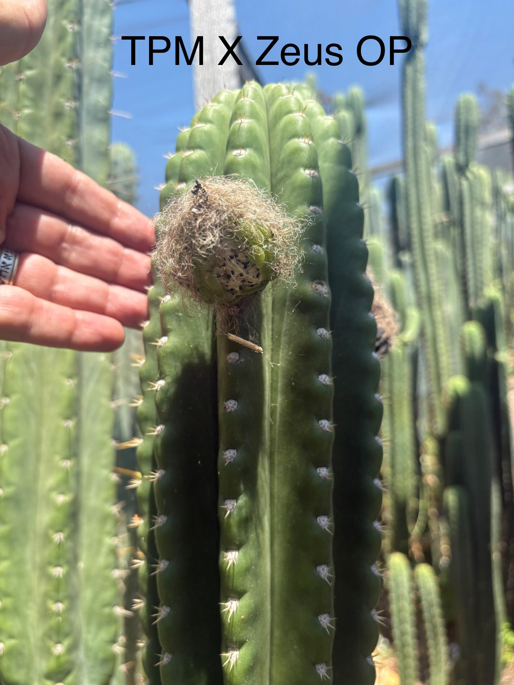 Trichocereus Cactus Seeds Pachanoi, Peruvianus, Bridgesii, Scopulicola, Hybrid seed & others-Cactus - Large - Exact-The Succulent Source