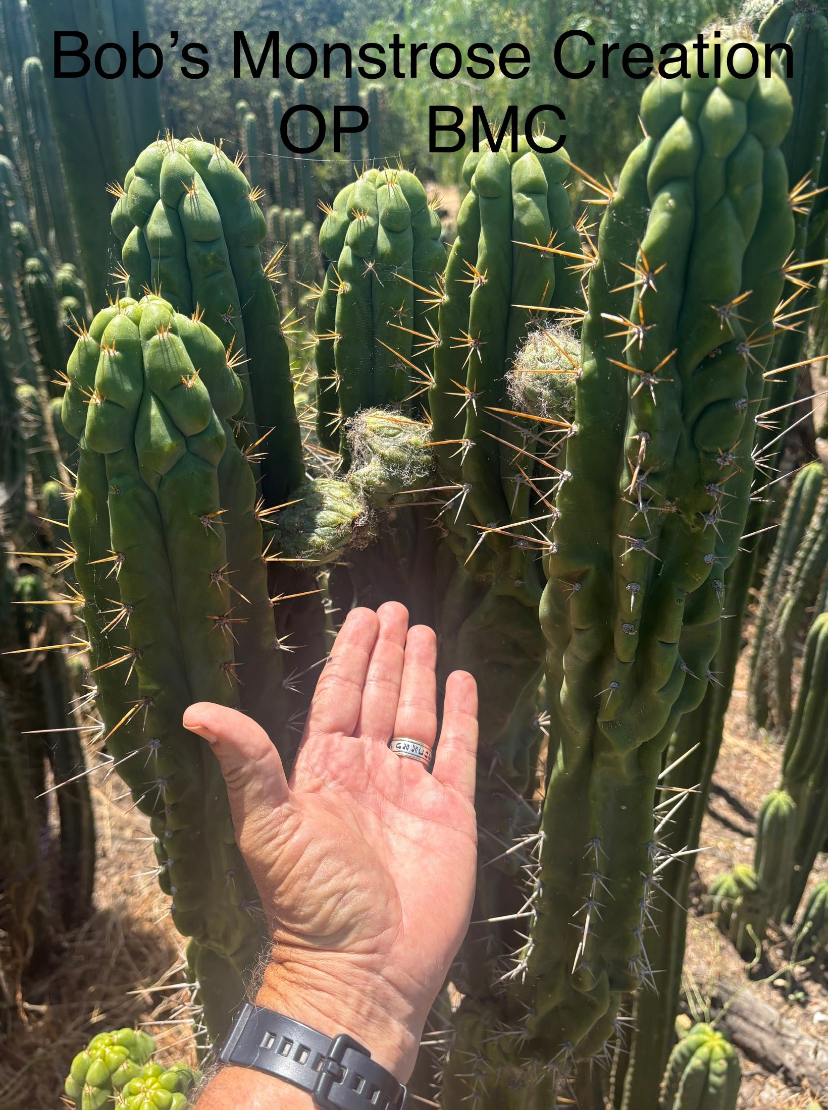 Trichocereus Cactus Seeds Pachanoi, Peruvianus, Bridgesii, Scopulicola, Hybrid seed & others-Cactus - Large - Exact-The Succulent Source