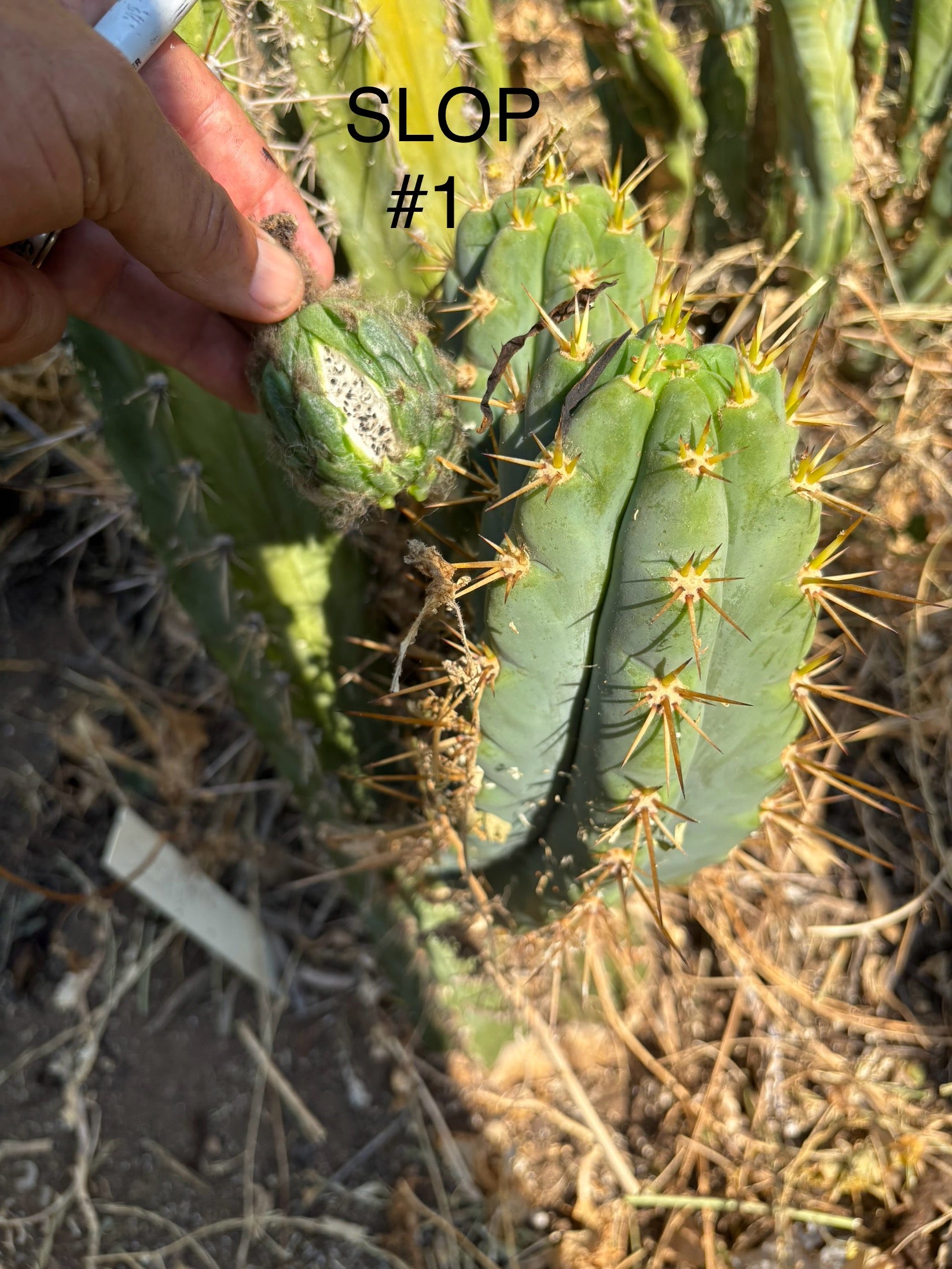 Trichocereus Cactus Seeds Pachanoi, Peruvianus, Bridgesii, Scopulicola, Hybrid seed & others-Cactus - Large - Exact-The Succulent Source