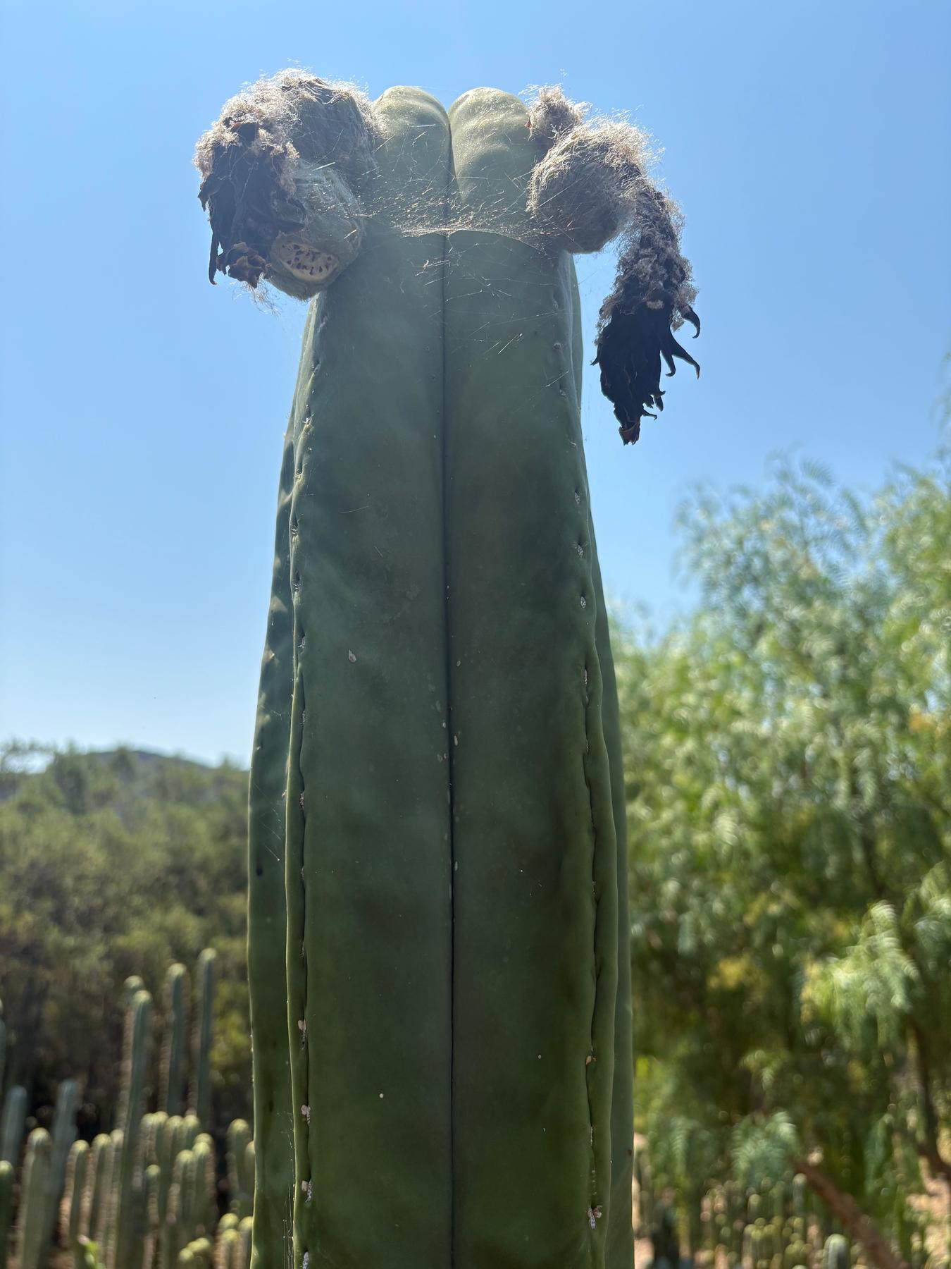 Trichocereus Cactus Seeds Pachanoi, Peruvianus, Bridgesii, Scopulicola, Hybrid seed & others-Cactus - Large - Exact-The Succulent Source