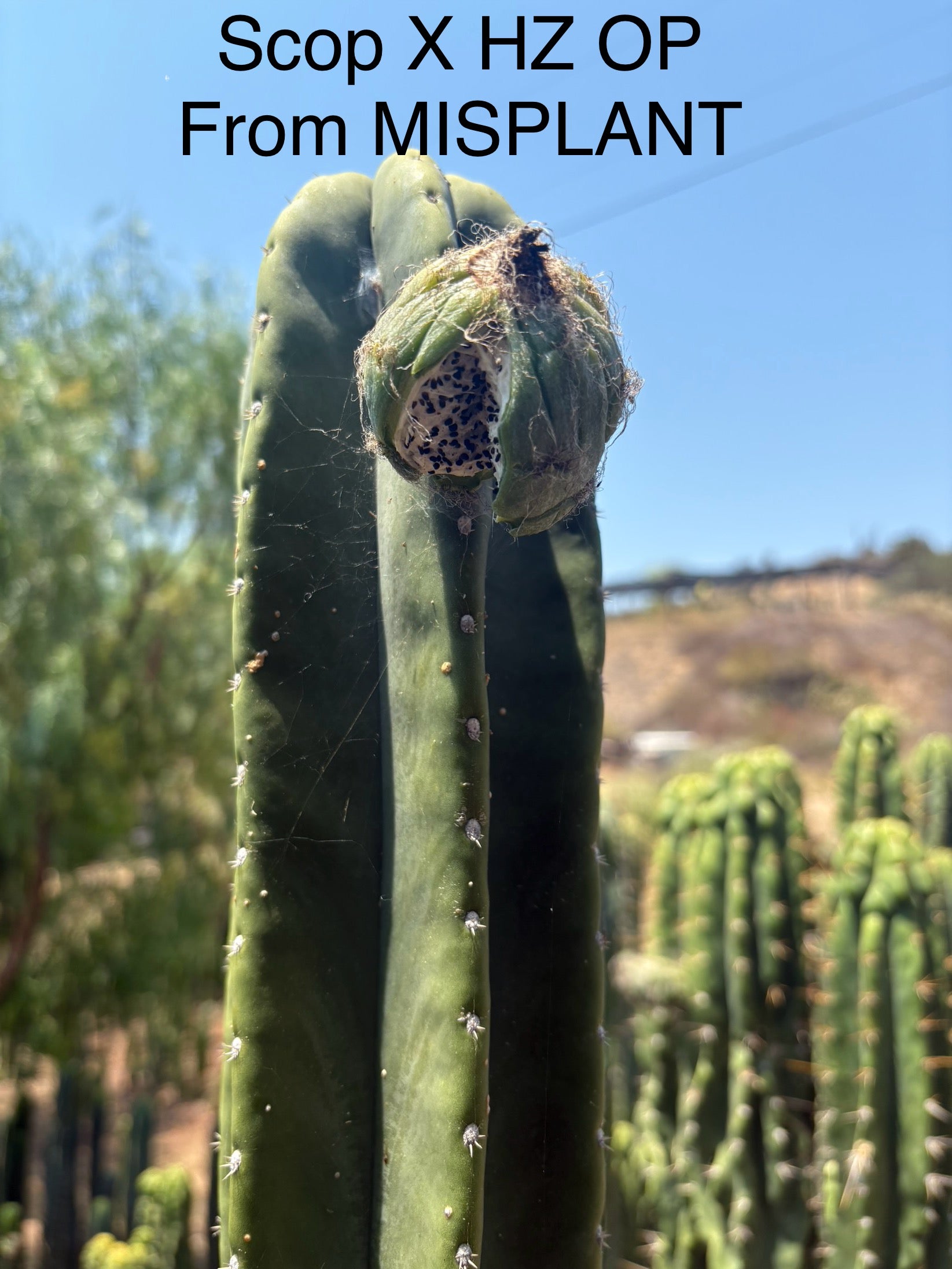 Trichocereus Cactus Seeds Pachanoi, Peruvianus, Bridgesii, Scopulicola, Hybrid seed & others-Cactus - Large - Exact-The Succulent Source