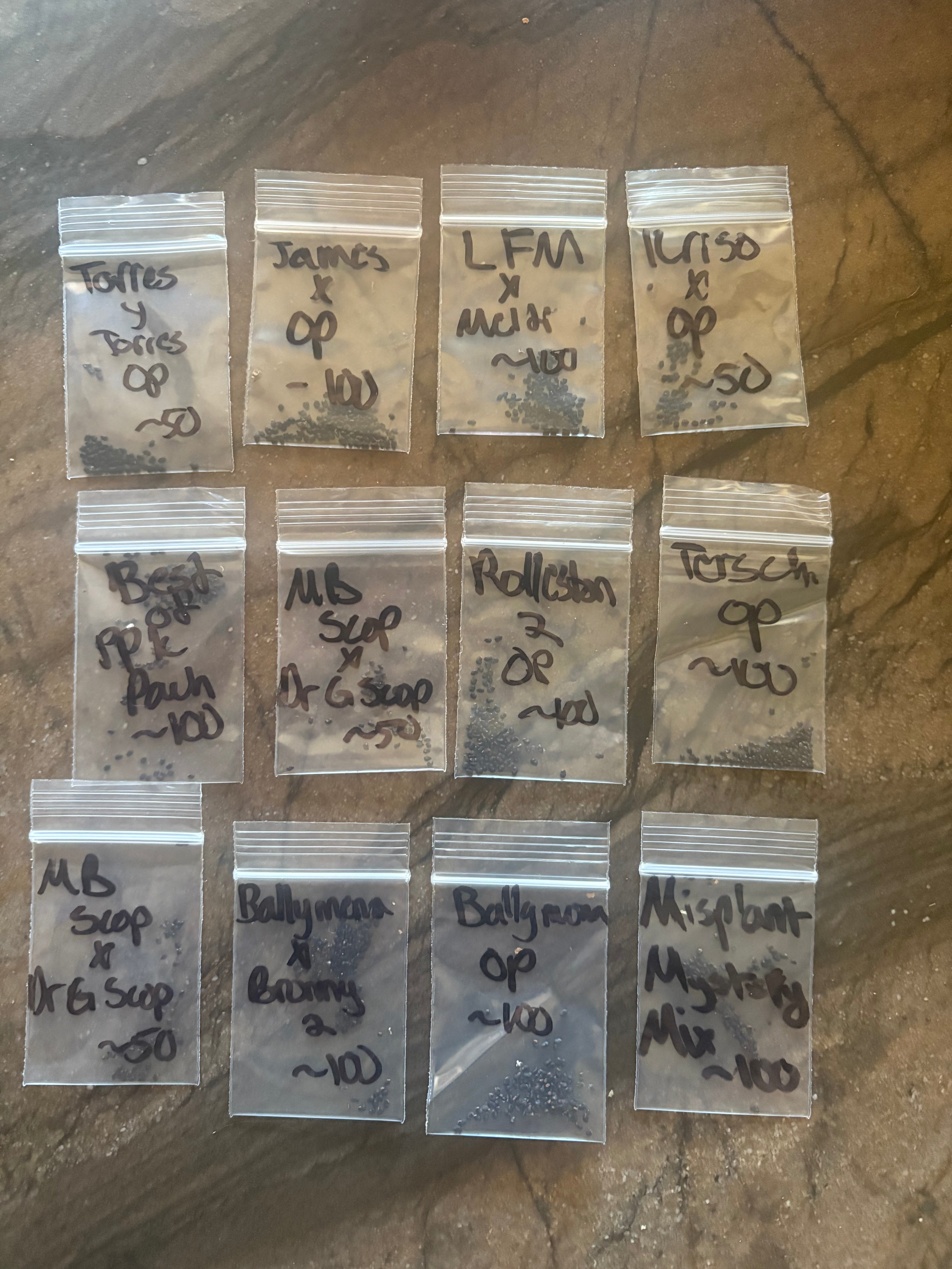 Trichocereus Cactus Seeds Pachanoi, Peruvianus, Bridgesii, Scopulicola, Hybrid seed & others