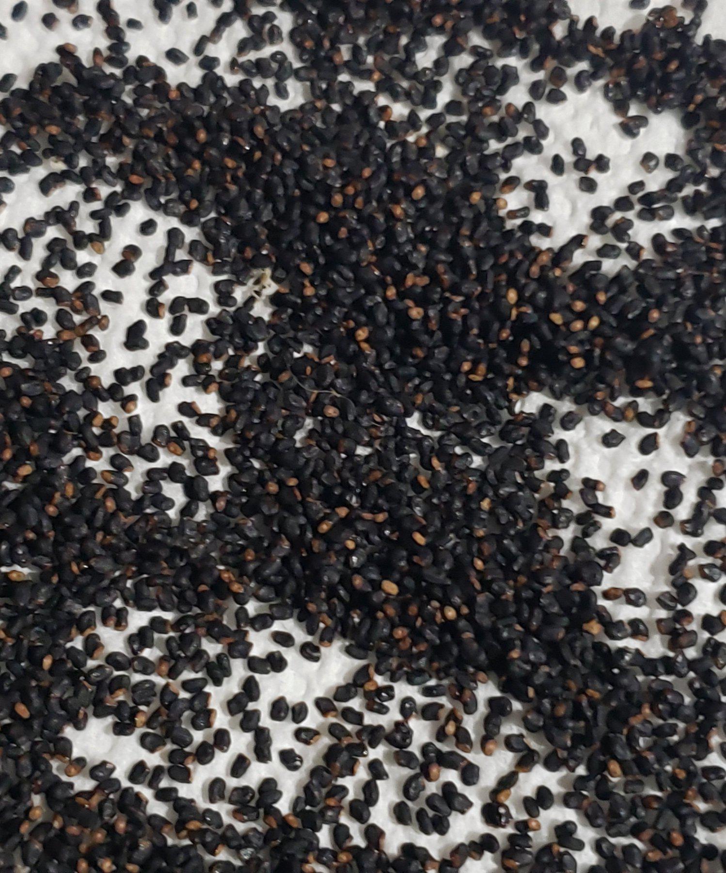 Trichocereus Ornamental Cactus Seeds Pachanoi Peruvian & others-Cactus - Large - Exact-The Succulent Source