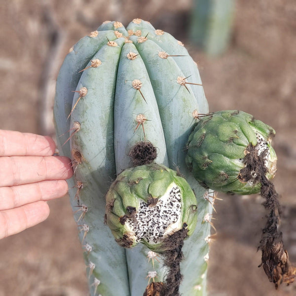 #65 Trichocereus peruvianus ペルヴィアン・トーチ 65 Trichocereus peruvianus ペルヴィアン・トーチ Trichocereus