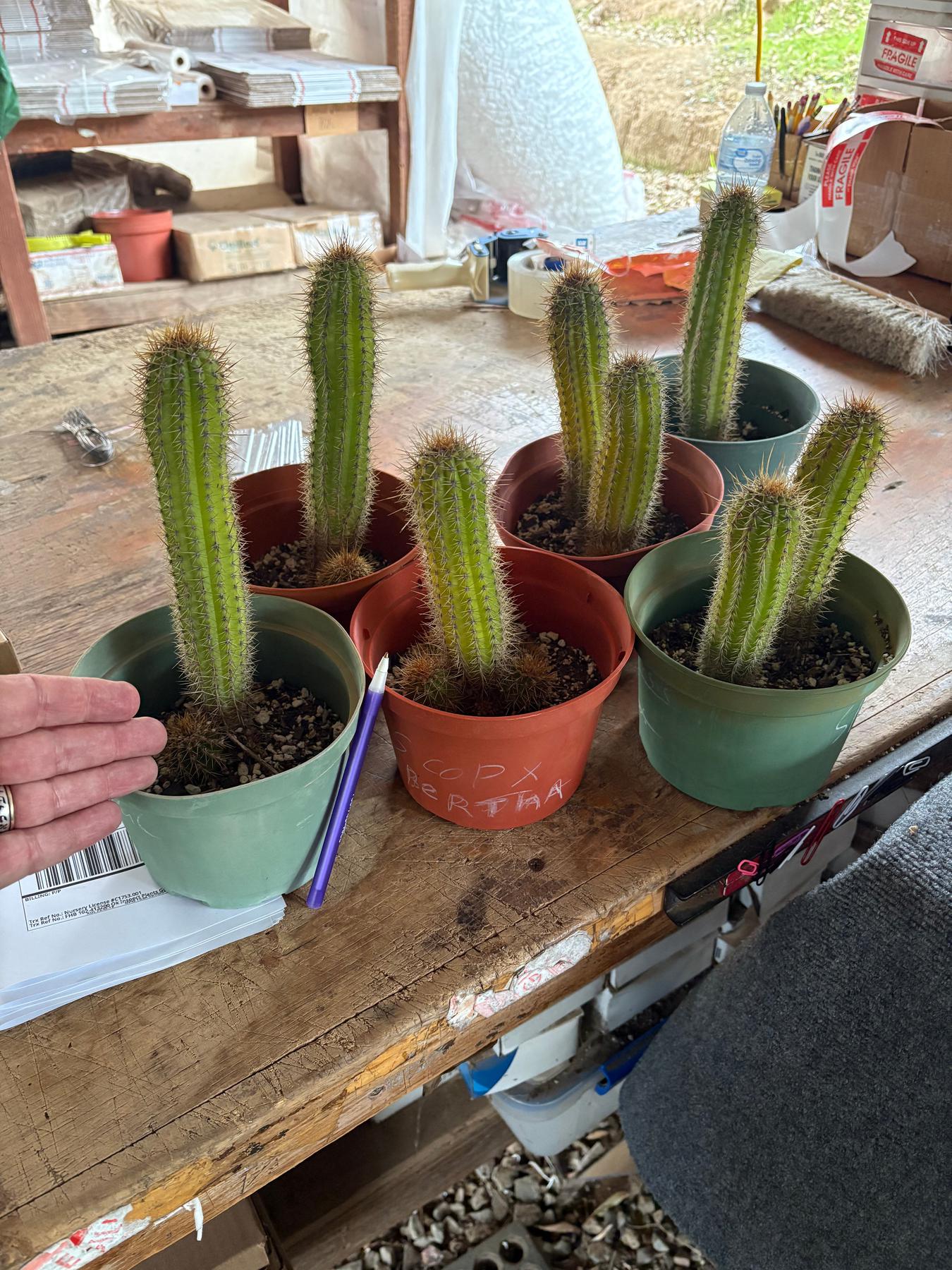 Trichocereus Golden Torch Spachianus Ornamental Cactus Cuttings & Potted-Cactus - Cutting-The Succulent Source