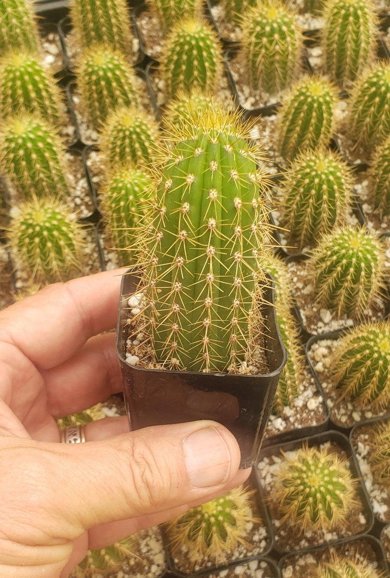 Trichocereus Golden Torch Spachianus Ornamental Cactus-Cactus - Cutting-The Succulent Source