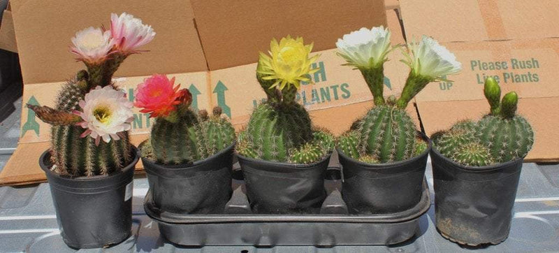 Trichocereus grandiflorus cactus in 1 gallon containers bulk wholesale succulent prices at the succulent source - 1