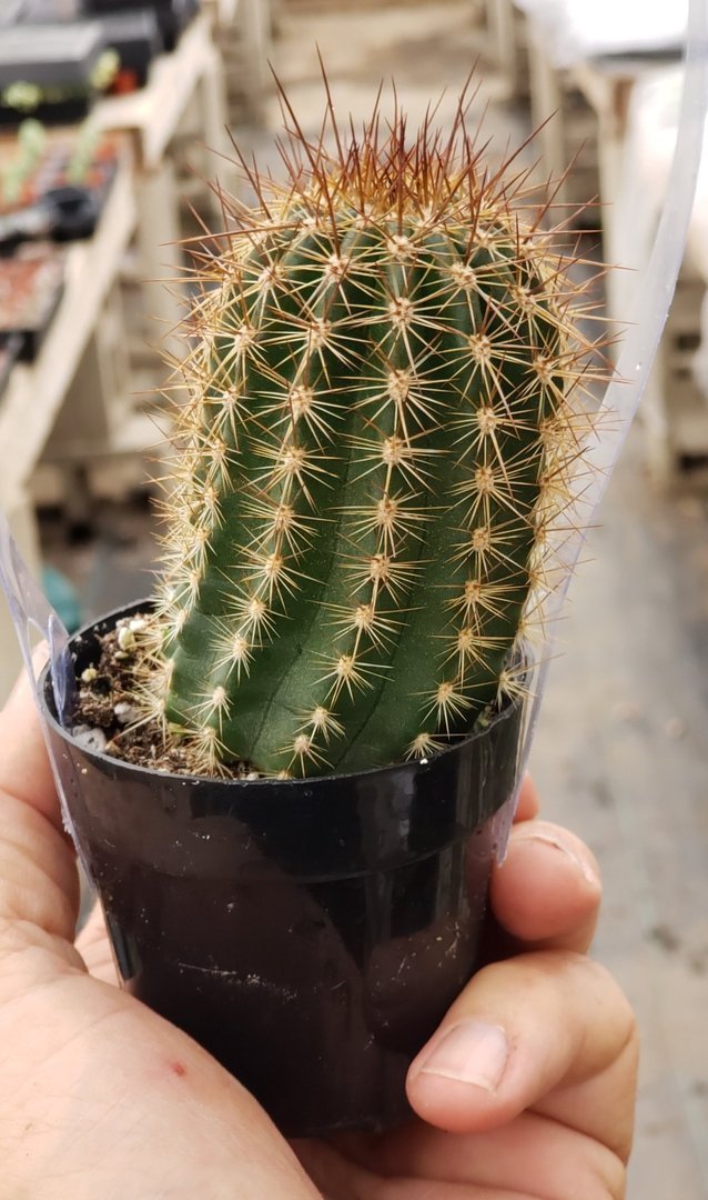 Trichocereus grandiflorus ornamental cactus in 1 gallon containers-Cactus - Large-The Succulent Source