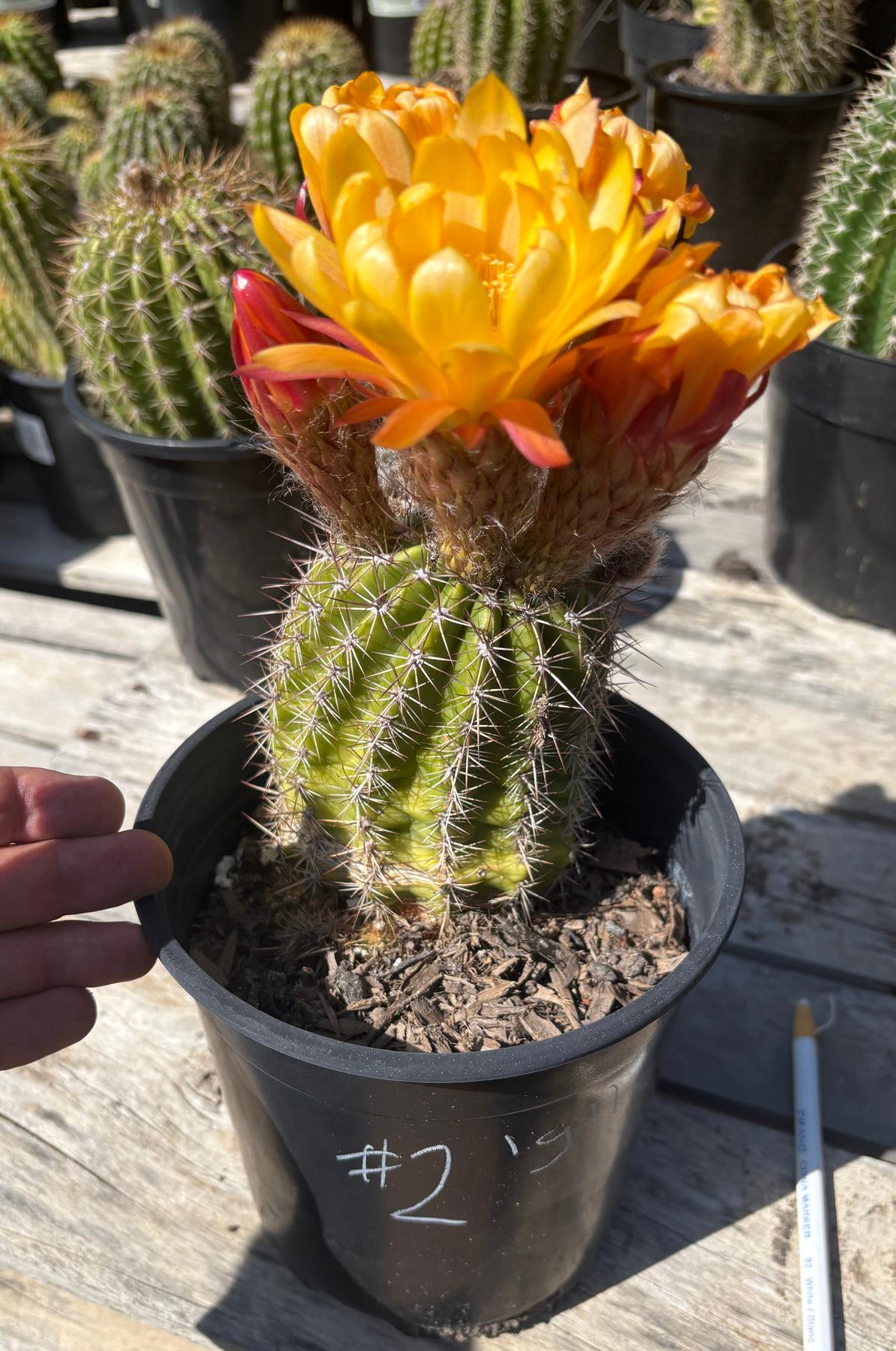 Trichocereus Grandiflorus Hybrid colored flower Cactus-Cactus - Large-The Succulent Source
