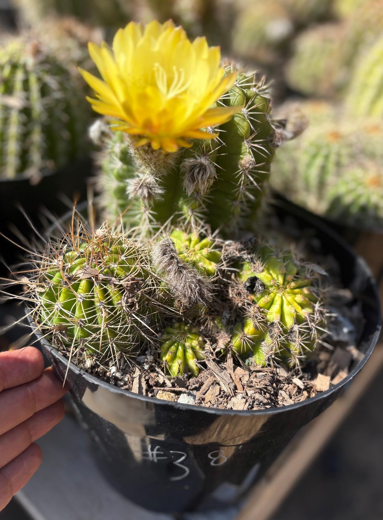 Trichocereus Grandiflorus Hybrid colored flower Cactus-Cactus - Large-The Succulent Source