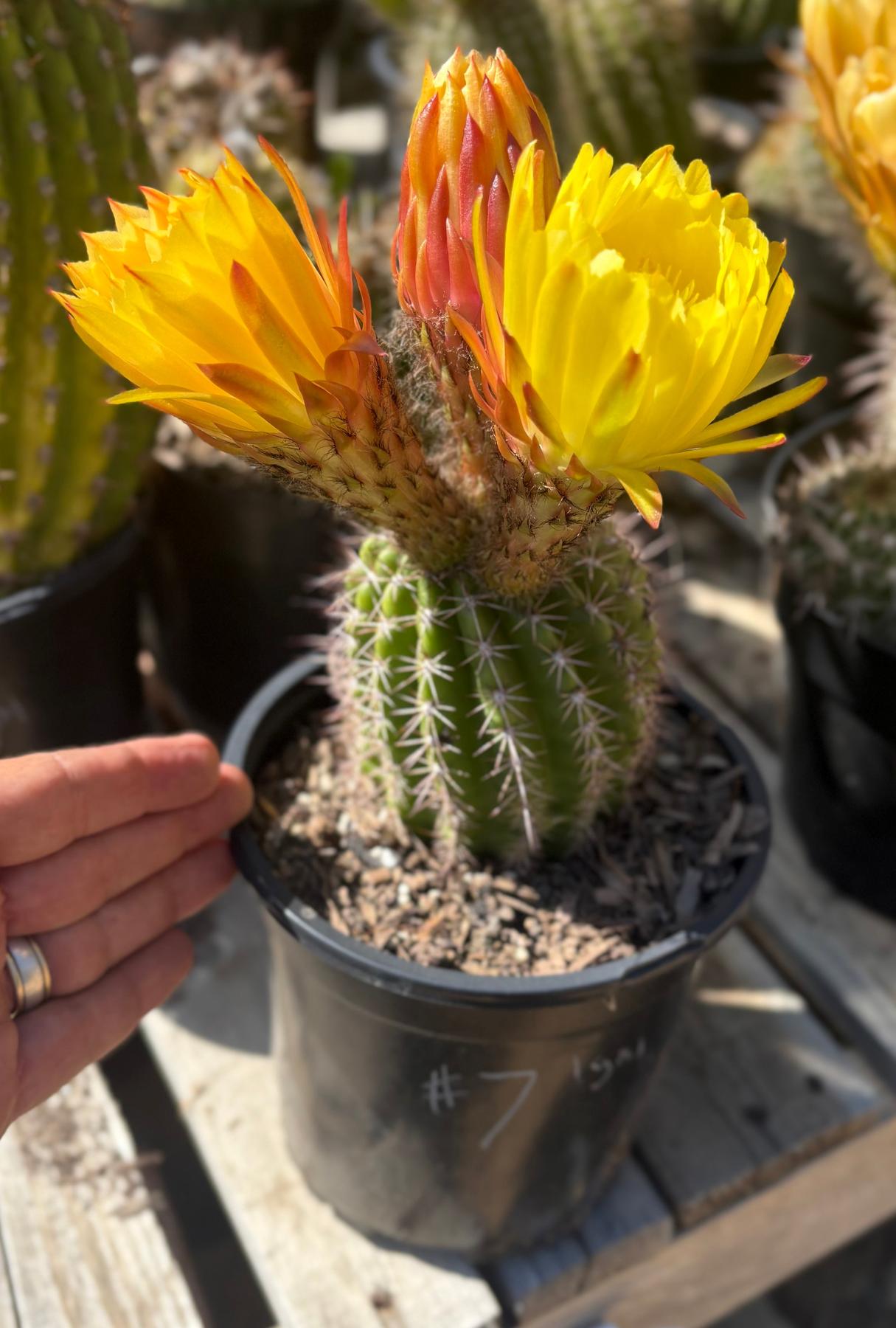 Trichocereus Grandiflorus Hybrid colored flower Cactus-Cactus - Large-The Succulent Source